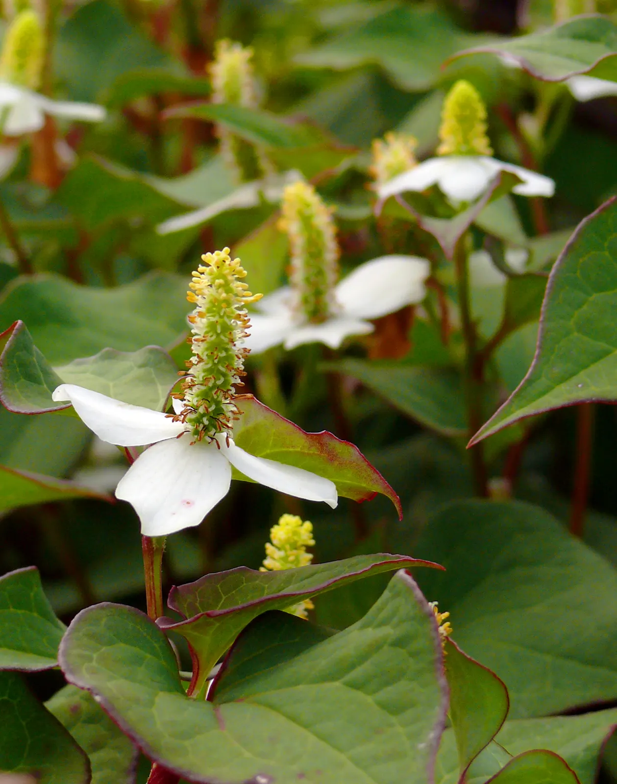Bishop's Weed (Aegopodium Podagraria) — herbaceous perennial well-suited for temperate landscapes where a hearty groundcover is desired