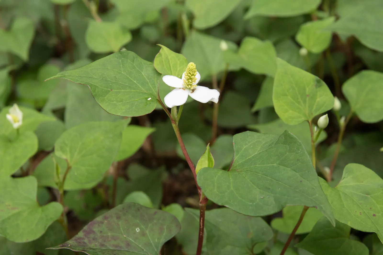 Bishop's Weed (Aegopodium Podagraria) — Its variegated leaves are light green with creamy edges, offering a striking visual contrast; however, it, image 118