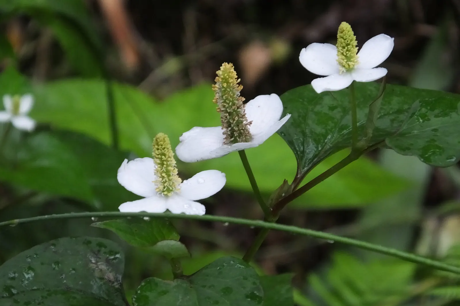 Bishop's Weed (Aegopodium Podagraria) — it thrives under a range of light conditions