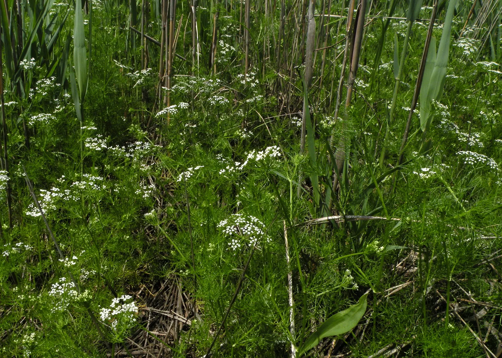 Bishop's Weed (Aegopodium Podagraria) — Caution: Its vigorous growth can be invasive
