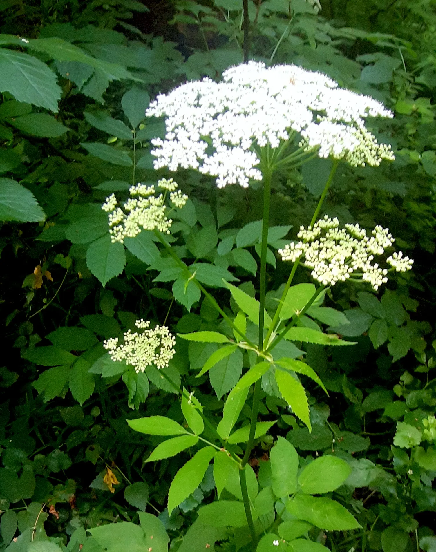 Bishop's Weed (Aegopodium Podagraria) — is a fast-growing groundcover reaching 12 to 36 inches in height; the foliage presents a striking, image 140