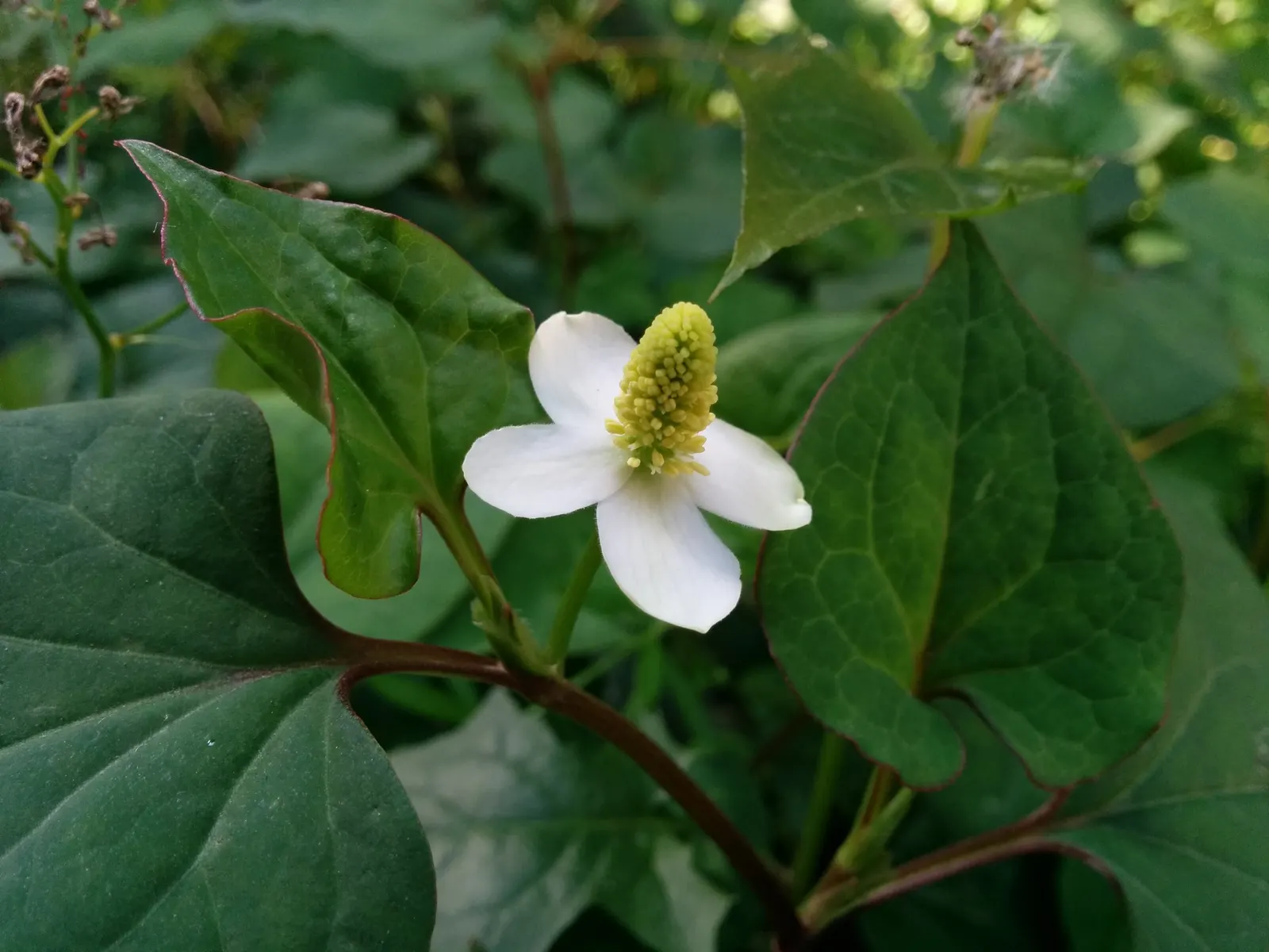 Bishop's Weed (Aegopodium Podagraria) — Ideal for challenging spots where other plants struggle