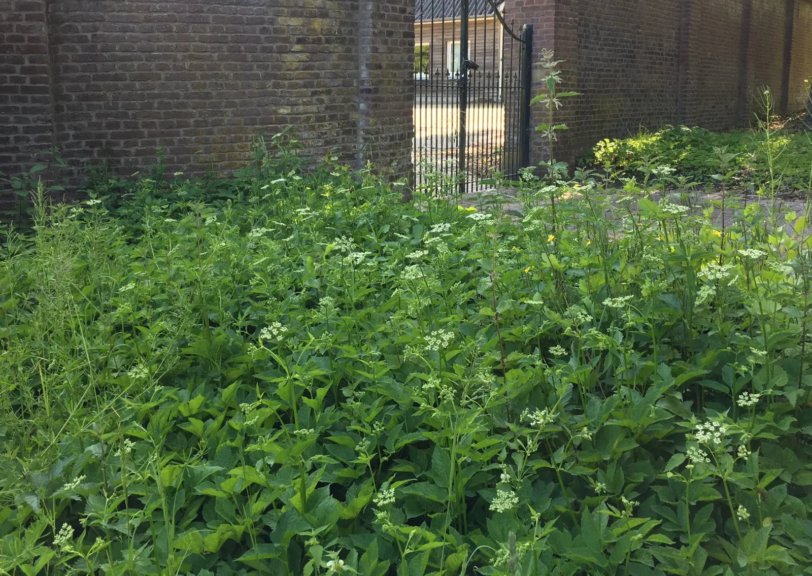 Bishop's Weed (Aegopodium Podagraria) — Care should be taken to control its spread