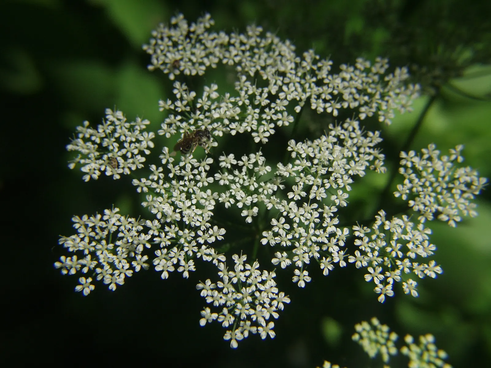 Bishop's Weed (Aegopodium Podagraria) — but caution is warranted as it is an aggressive spreader; be mindful when introducing this plant to your garden