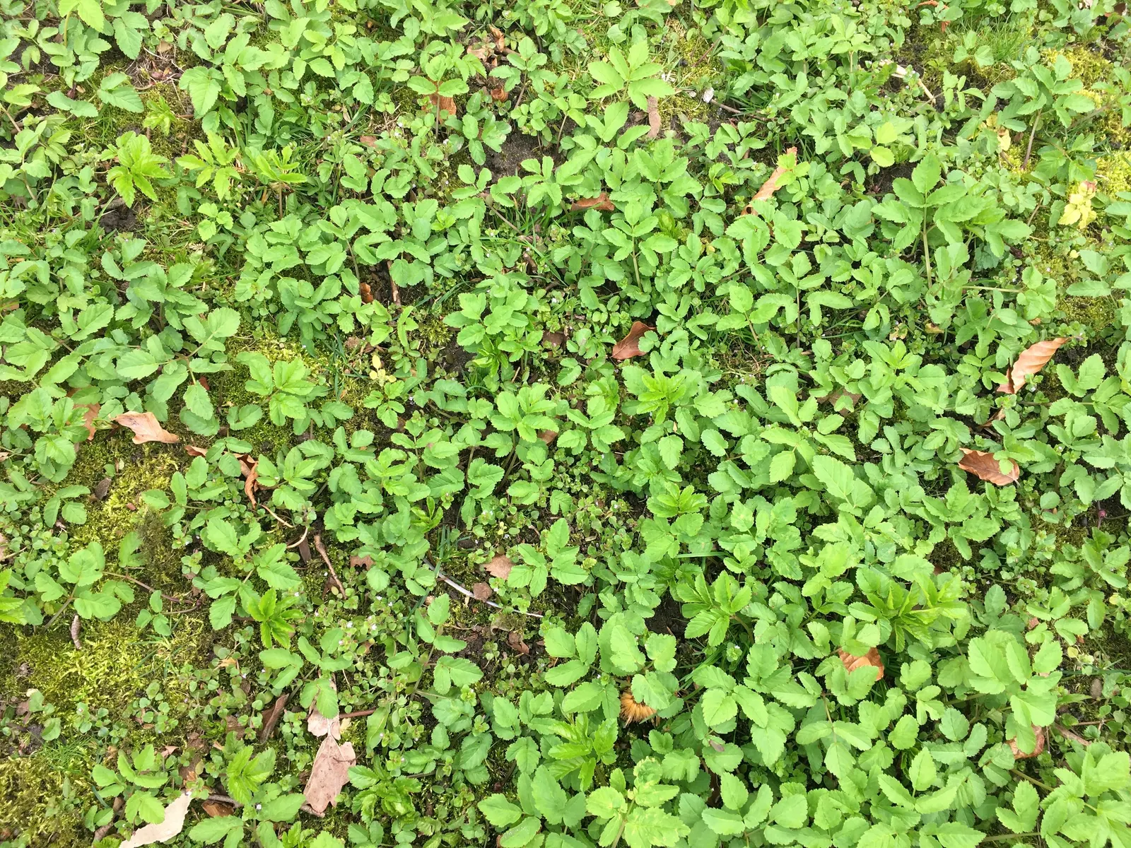 Bishop's Weed (Aegopodium Podagraria) — However, it tolerates a variety of soil types, making it a flexible choice for many garden situations; native to Europe