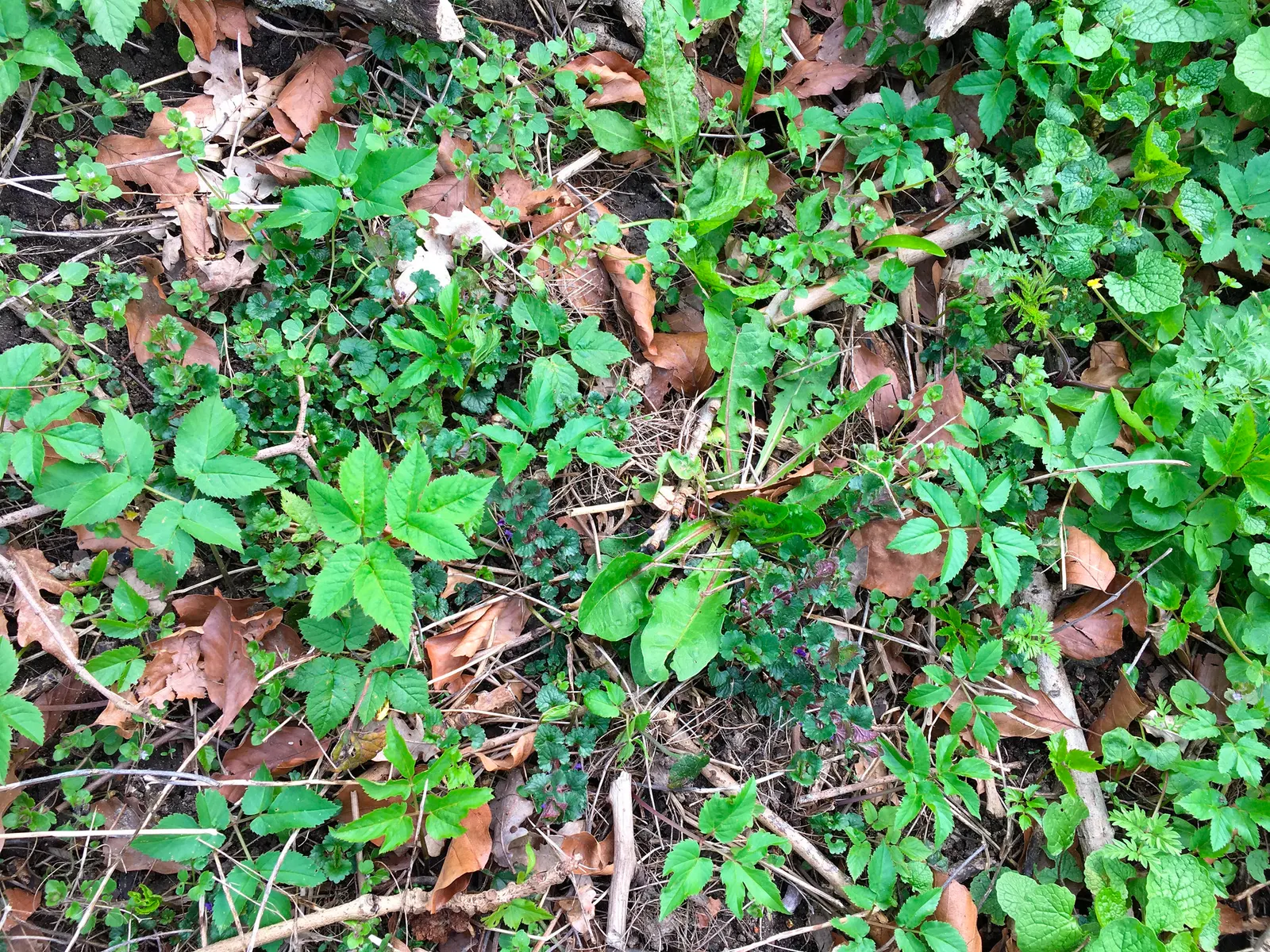 Bishop's Weed (Aegopodium Podagraria) — Caution: Its vigorous growth can be invasive; is often appreciated for its lush foliage and resilience