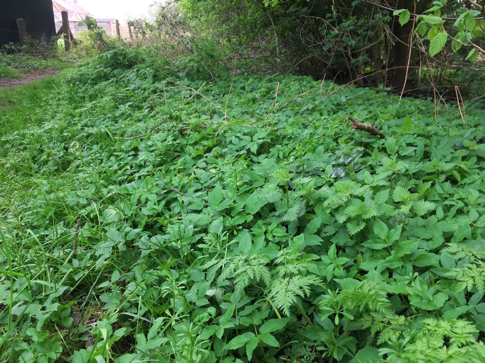 Bishop's Weed (Aegopodium Podagraria) — is a fast-growing groundcover reaching 12 to 36 inches in height; the foliage presents a striking, image 71