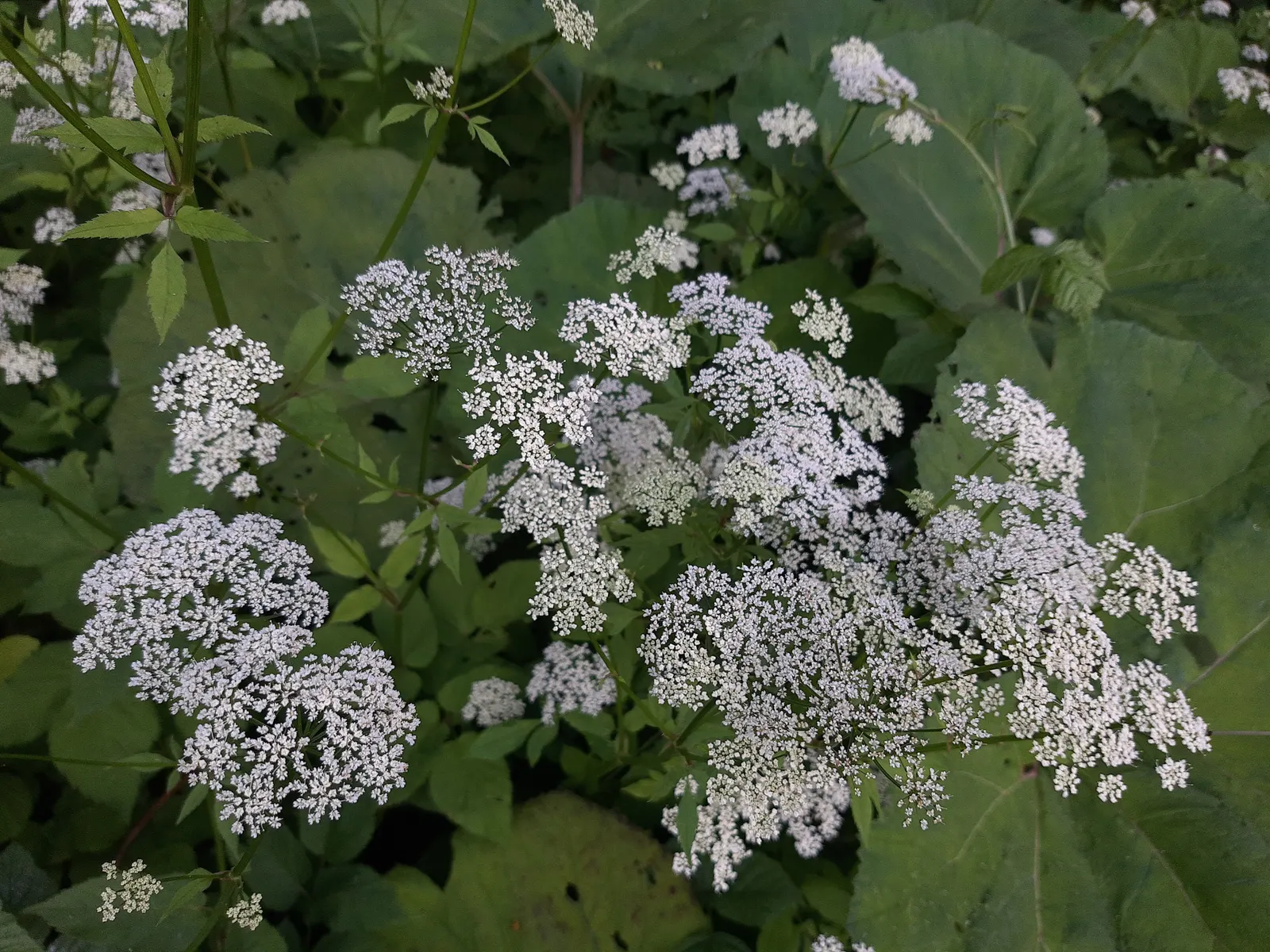 Bishop's Weed (Aegopodium Podagraria) — ground cover / perennial for full or half or shade