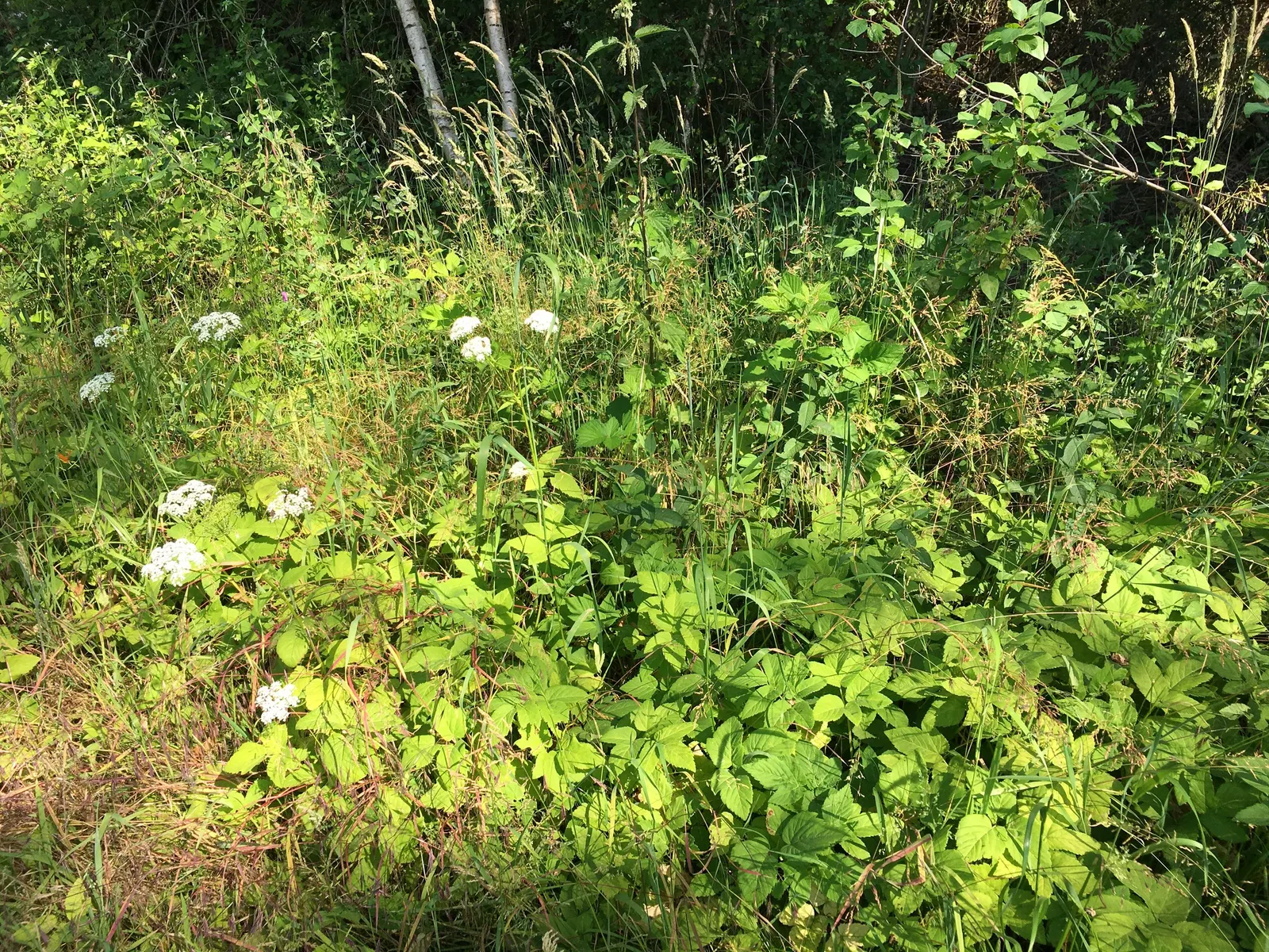 Bishop's Weed (Aegopodium Podagraria) — Hardy in zones 4-9, it thrives in partial to full shade and prefers moist soil; is a fast-growing, image 73
