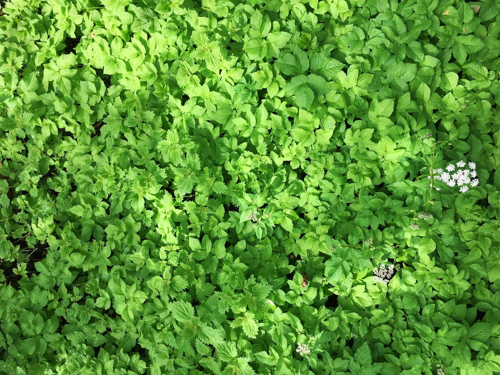 Bishop's Weed (Aegopodium Podagraria) — often requiring barriers or regular maintenance to keep it contained