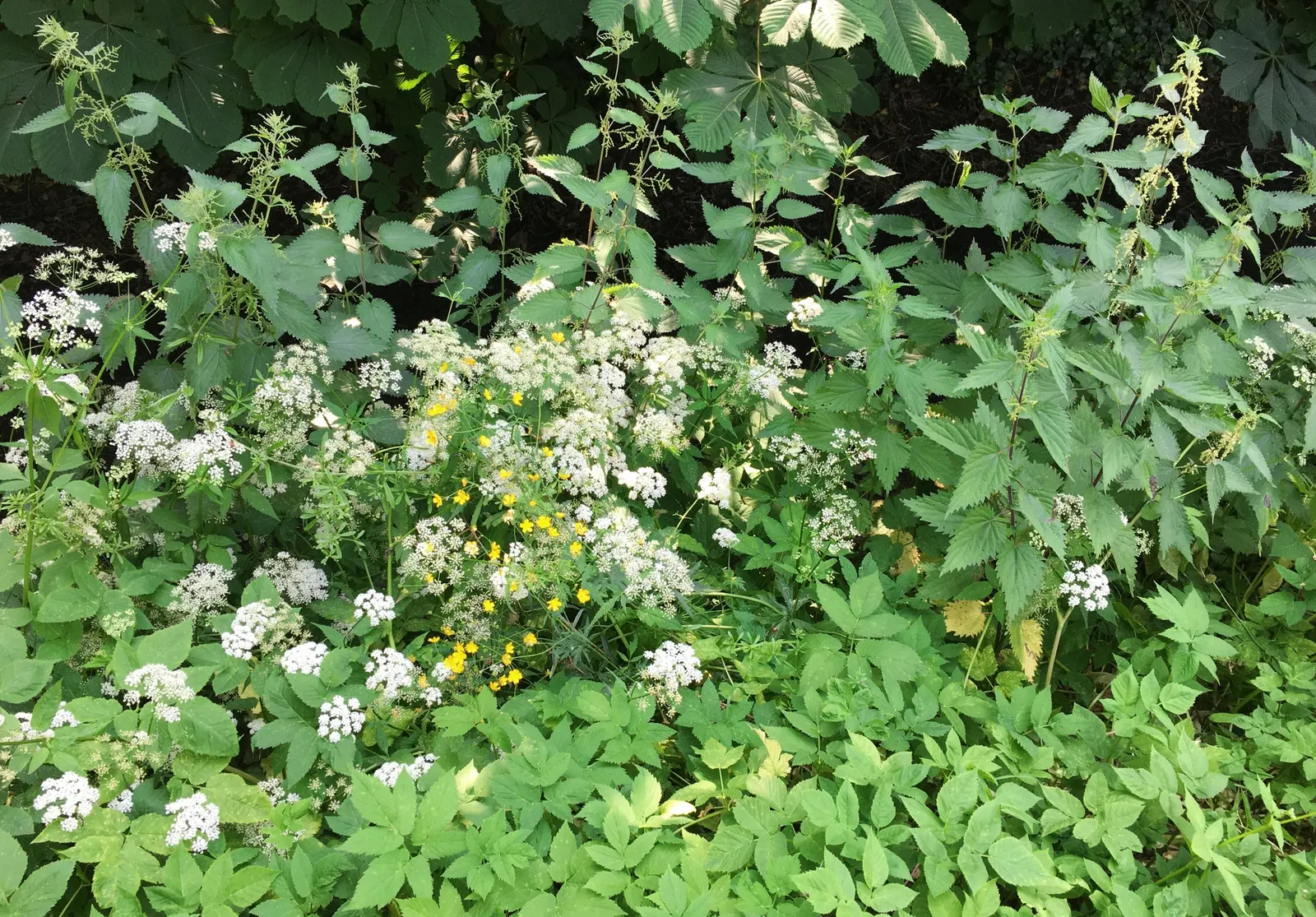 Bishop's Weed (Aegopodium Podagraria) — white umbel flowers atop distinct; its variegated leaves are light green with creamy edges, offering a striking visual
