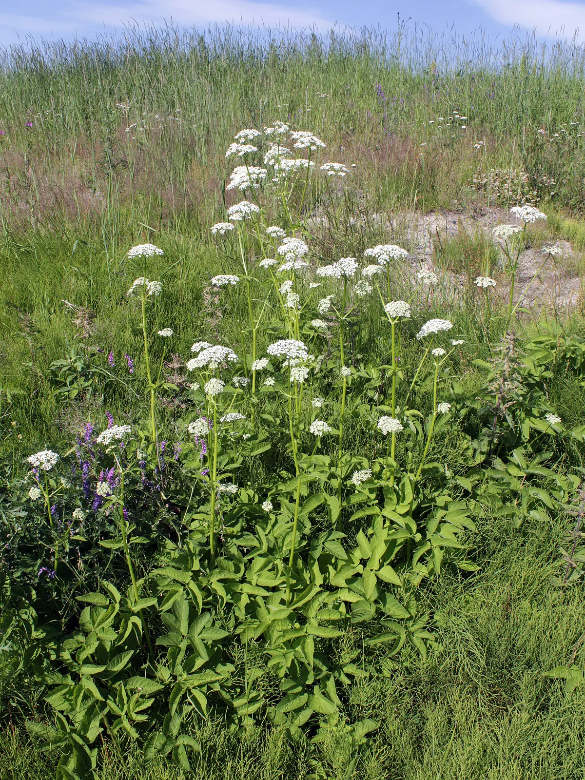 Bishop's Weed (Aegopodium Podagraria) — white umbel flowers atop distinct; its variegated leaves are light green with creamy edges, offering a, image 83