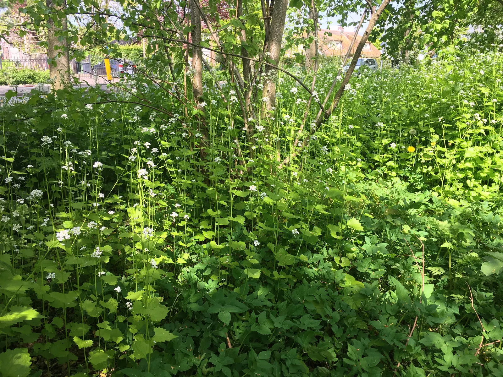 Bishop's Weed (Aegopodium Podagraria) — native to Europe and Asia; herbaceous perennial well-suited for temperate landscapes where a hearty groundcover is