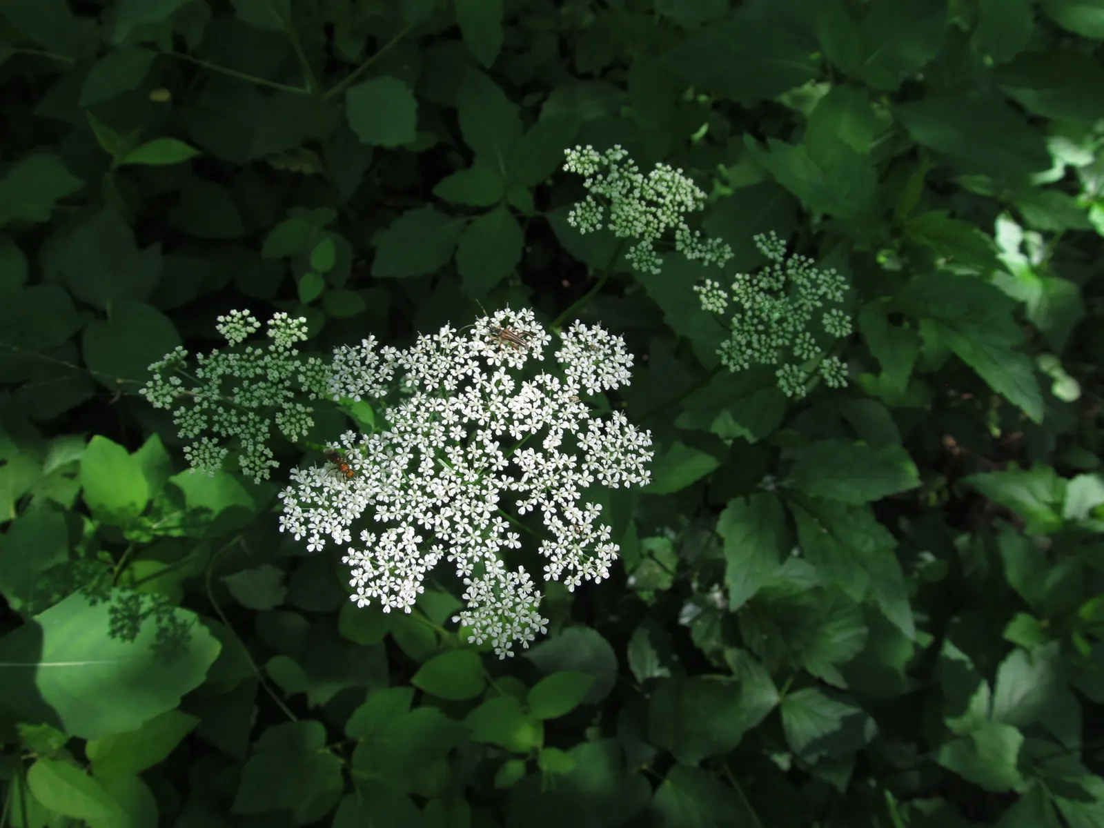 Bishop's Weed (Aegopodium Podagraria) — with leaves splashed in hues of cream and green