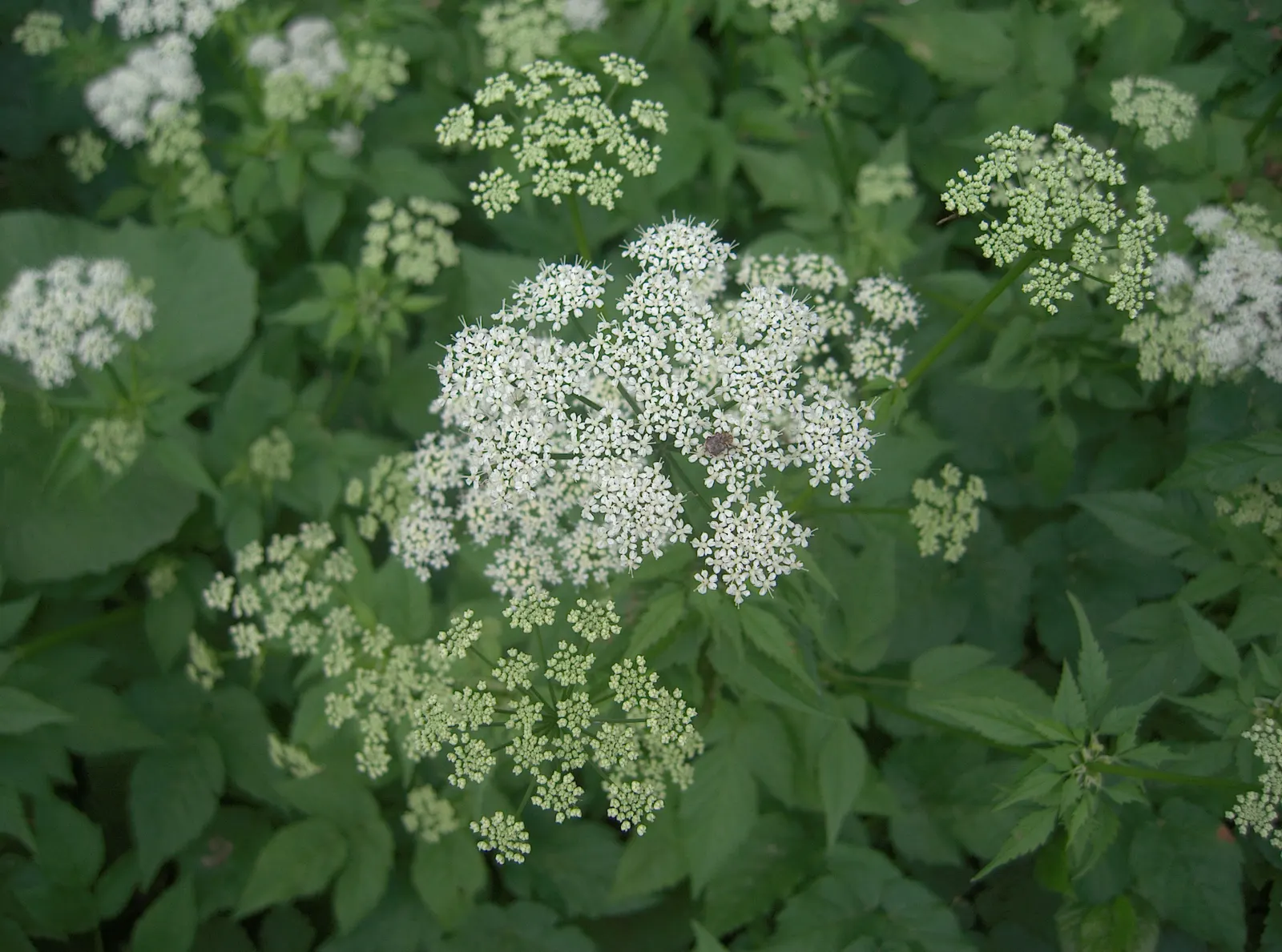 Bishop's Weed (Aegopodium Podagraria) — However, it tolerates a variety of soil types, making it a flexible choice for many garden situations, image 87