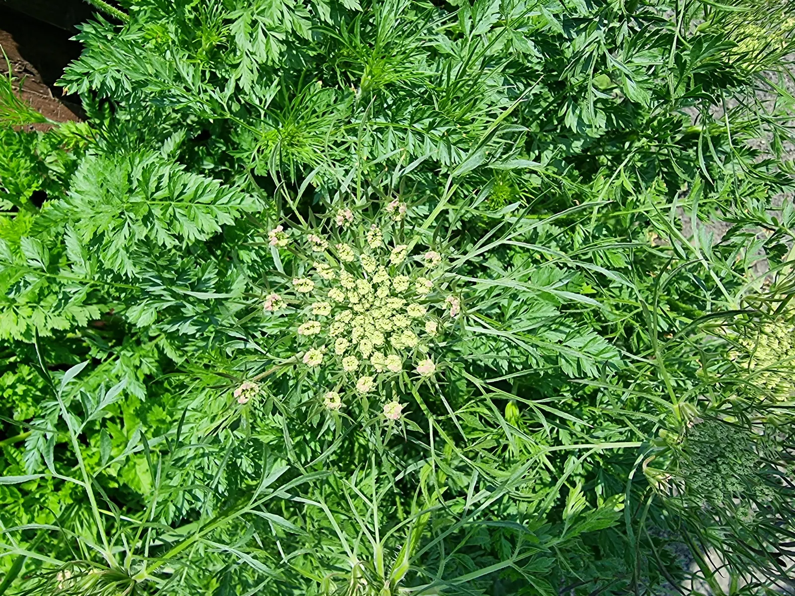 Bishop's Weed (Aegopodium Podagraria) — is a fast-growing groundcover reaching 12 to 36 inches in height; the foliage presents a striking variegation in the
