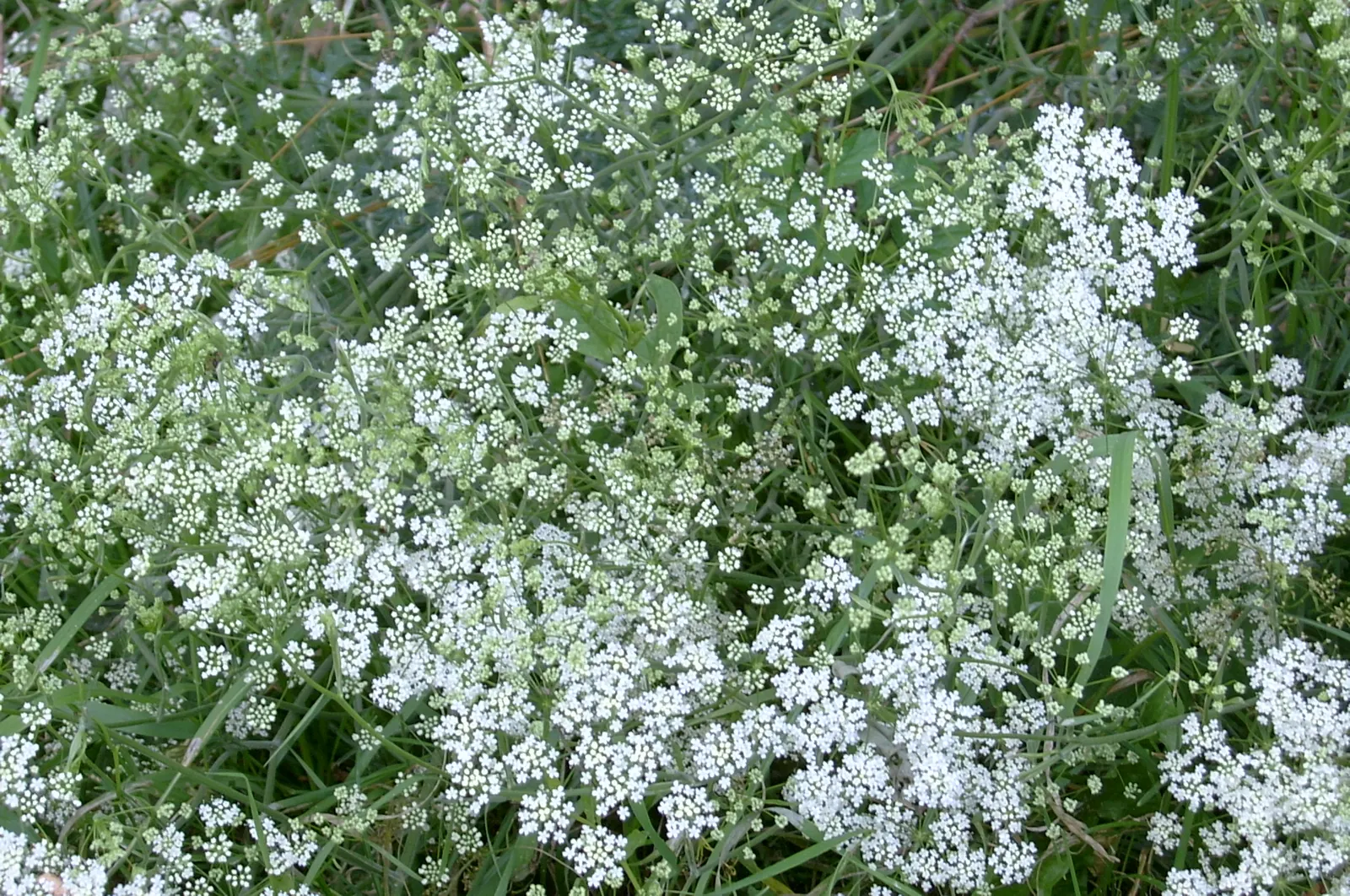 Bishop's Weed (Aegopodium Podagraria) — from full sun to full shade; commonly called Bishop's Weed or Goutweed, image 86