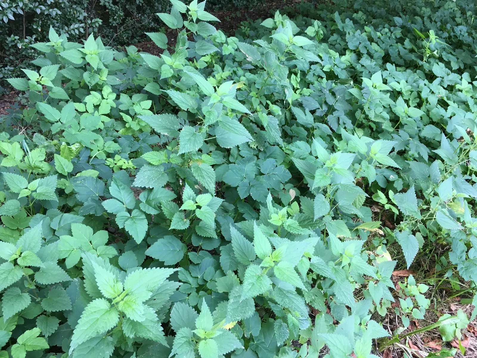 Bishop's Weed (Aegopodium Podagraria) — Its variegated leaves are light green with creamy edges, offering a striking visual contrast; however, it, image 72