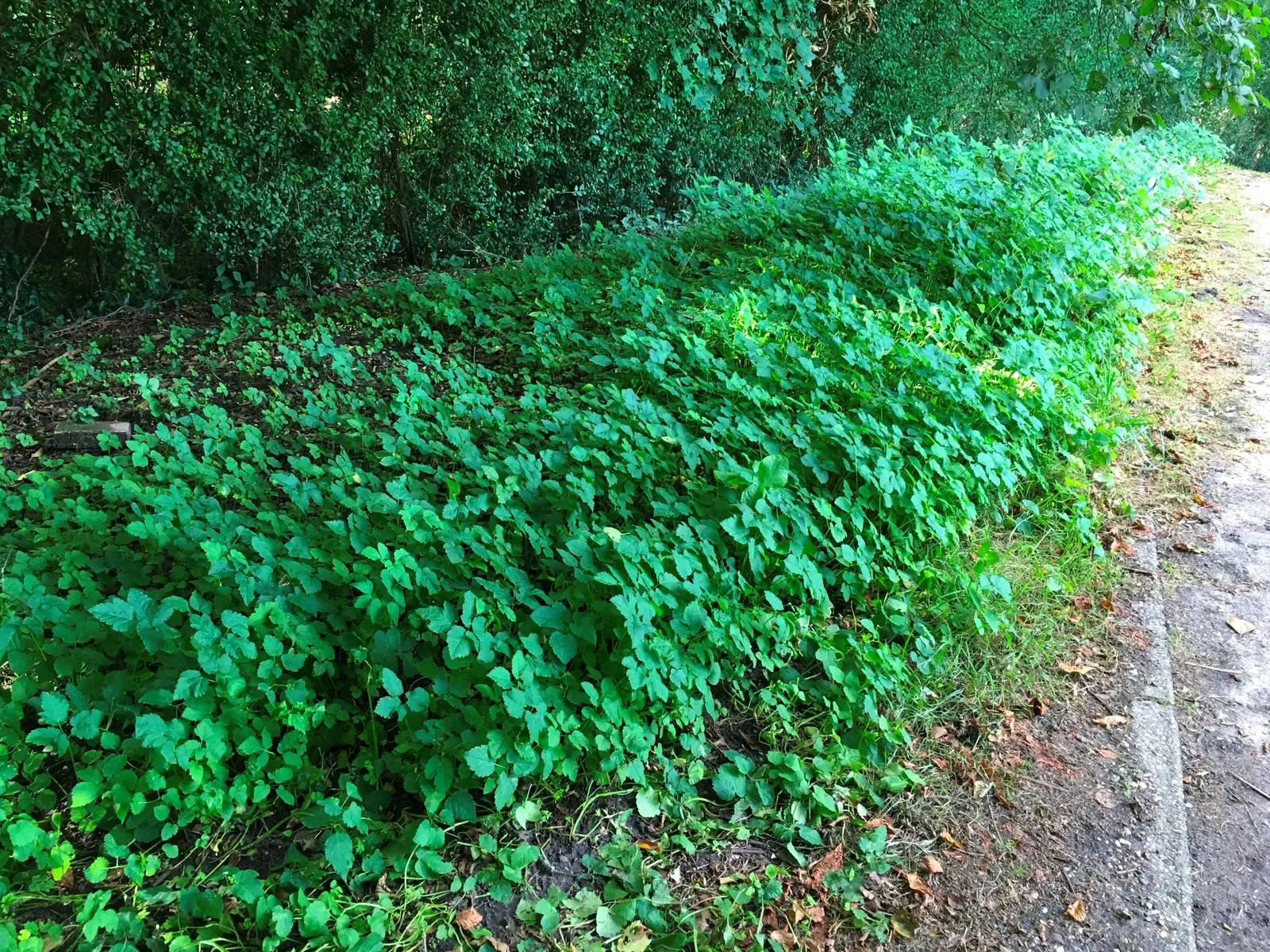 Bishop's Weed (Aegopodium Podagraria) — bringing brightness to shady spaces; care should be taken to control its spread