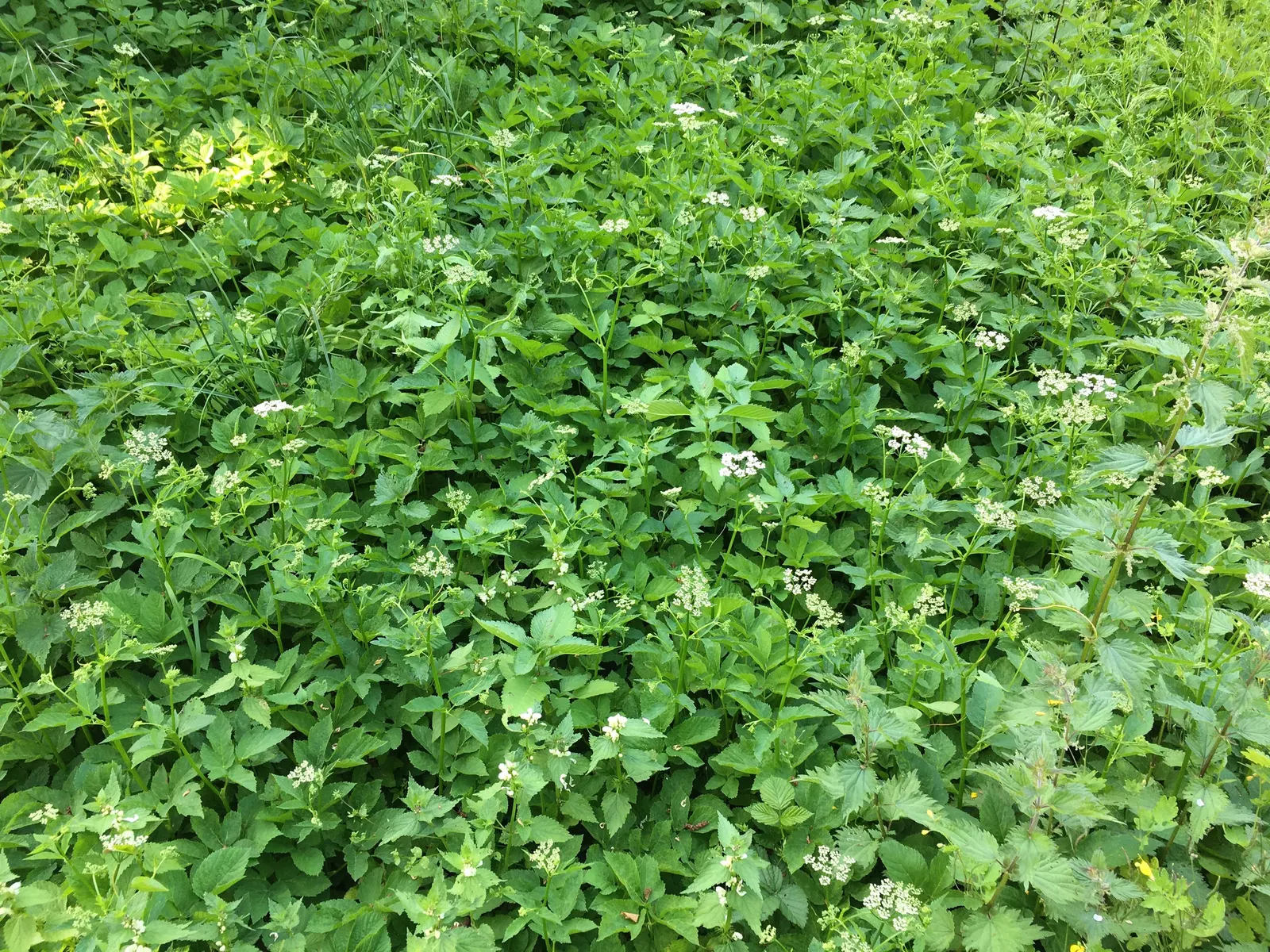 Bishop's Weed (Aegopodium Podagraria) — with leaves splashed in hues of cream and green, image 81