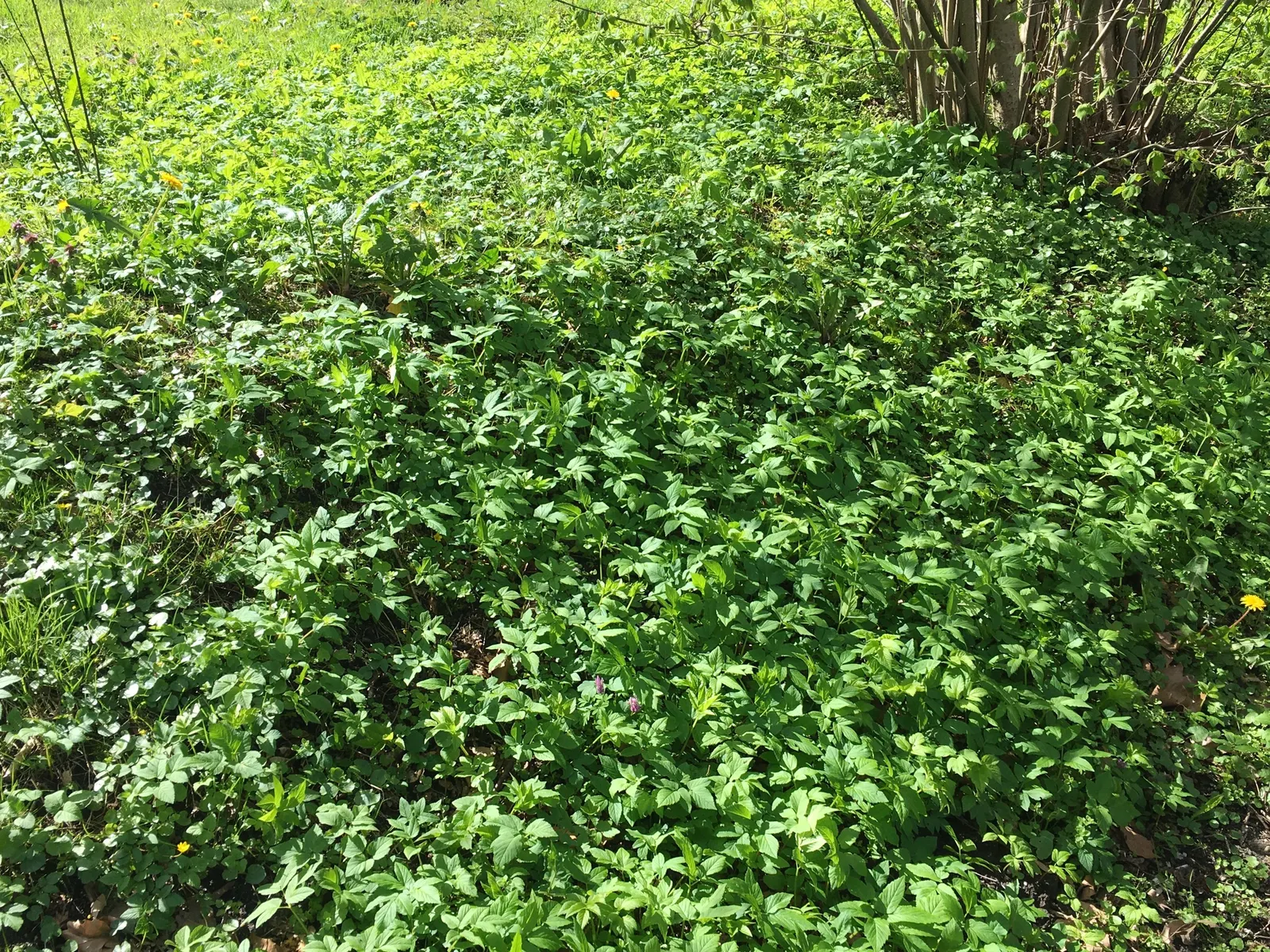 Bishop's Weed (Aegopodium Podagraria) — Caution: Its vigorous growth can be invasive; is often appreciated for its lush foliage and resilience, image 74