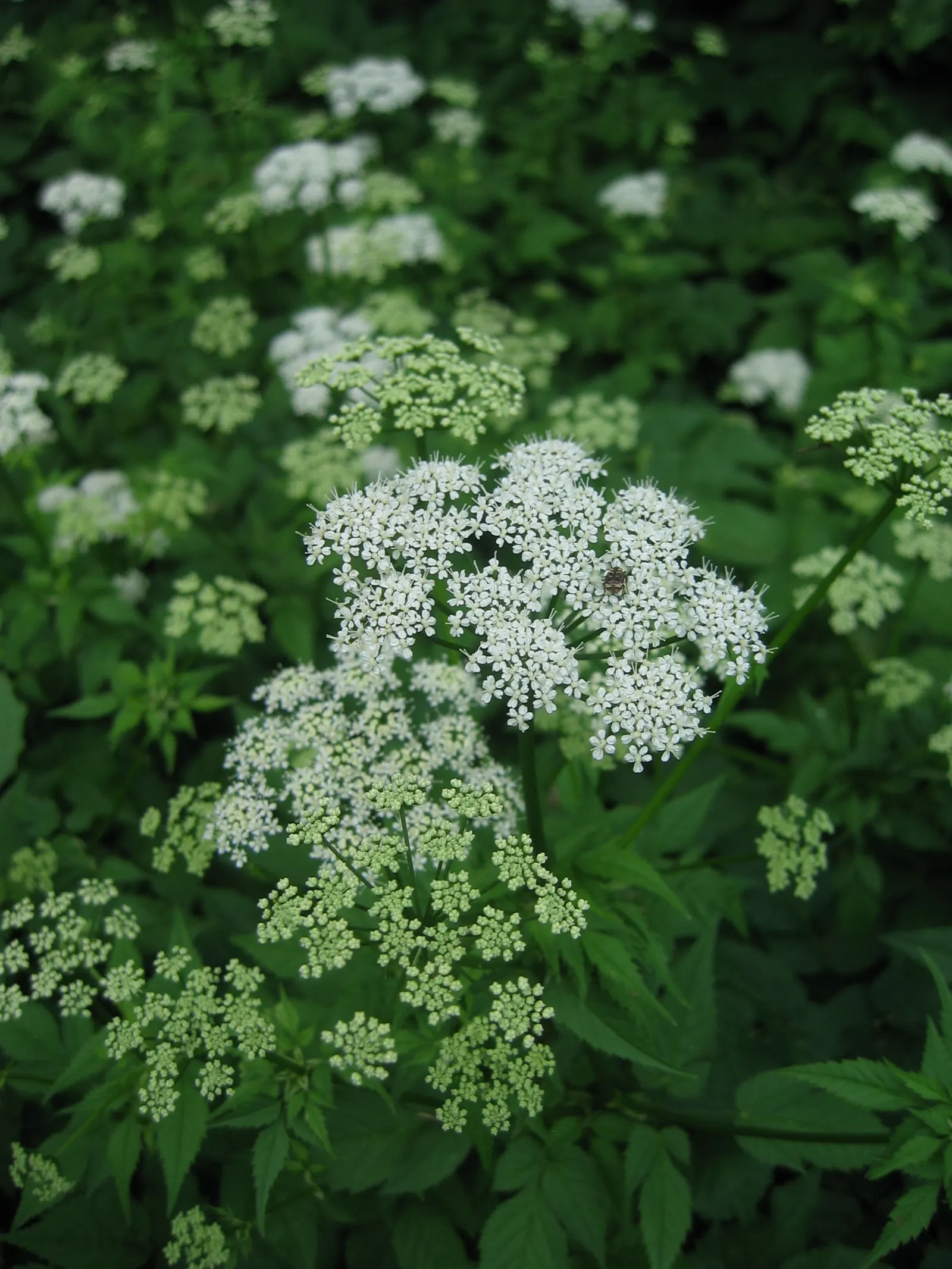 Bishop's Weed (Aegopodium Podagraria) — it thrives under a range of light conditions; from full sun to full shade, image 85