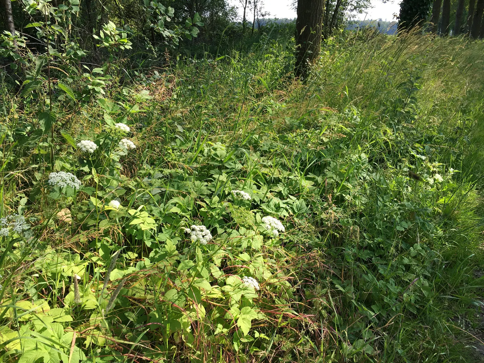 Bishop's Weed (Aegopodium Podagraria) — Be mindful when introducing this plant to your garden