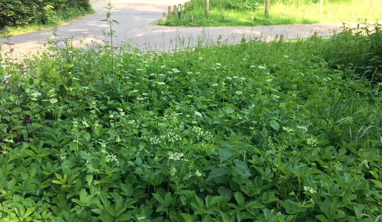 Bishop's Weed (Aegopodium Podagraria) — with leaves splashed in hues of cream and green, image 35