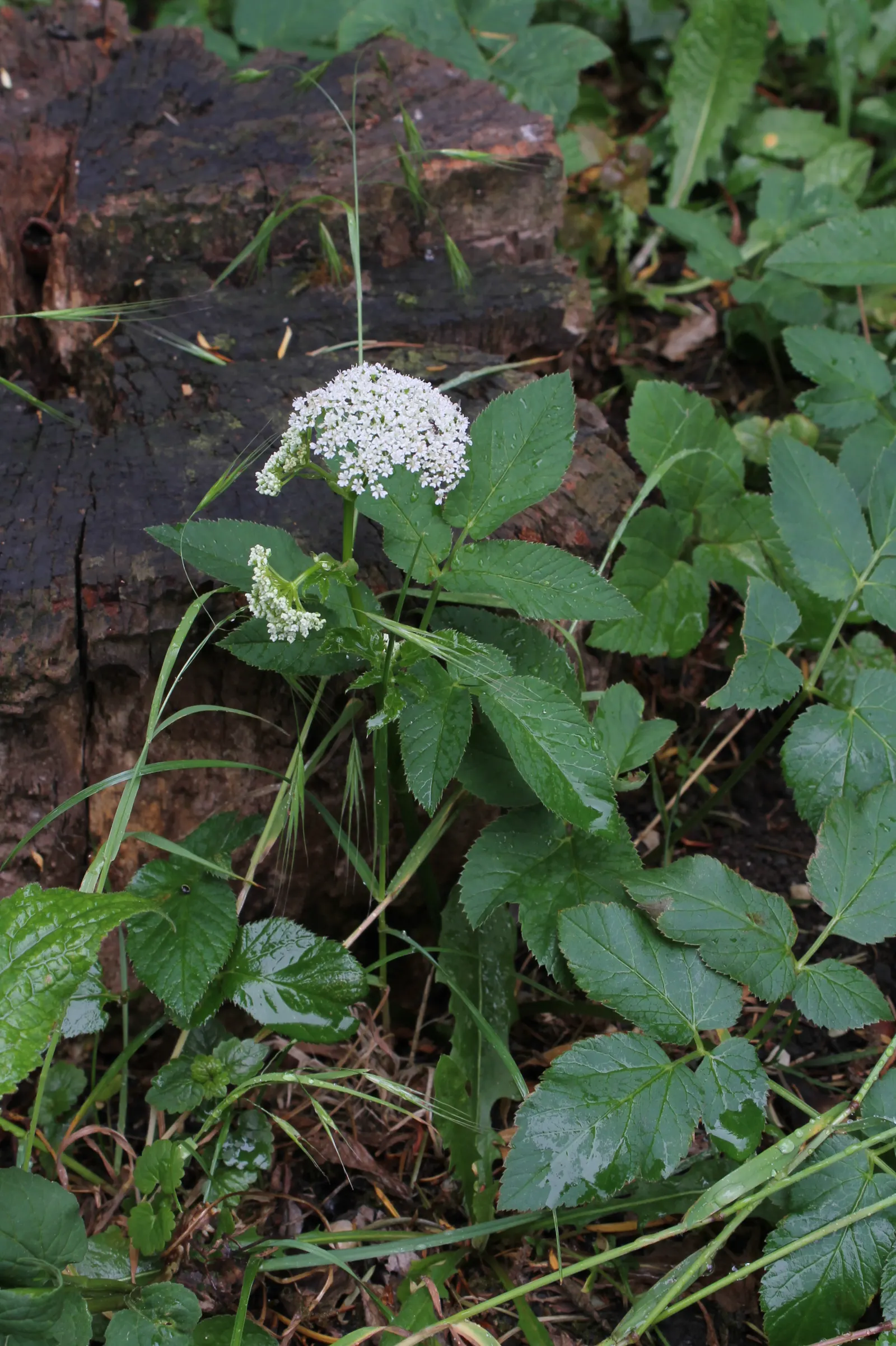 Bishop's Weed (Aegopodium Podagraria) — Be mindful when introducing this plant to your garden; ideal for challenging spots where other plants, image 90