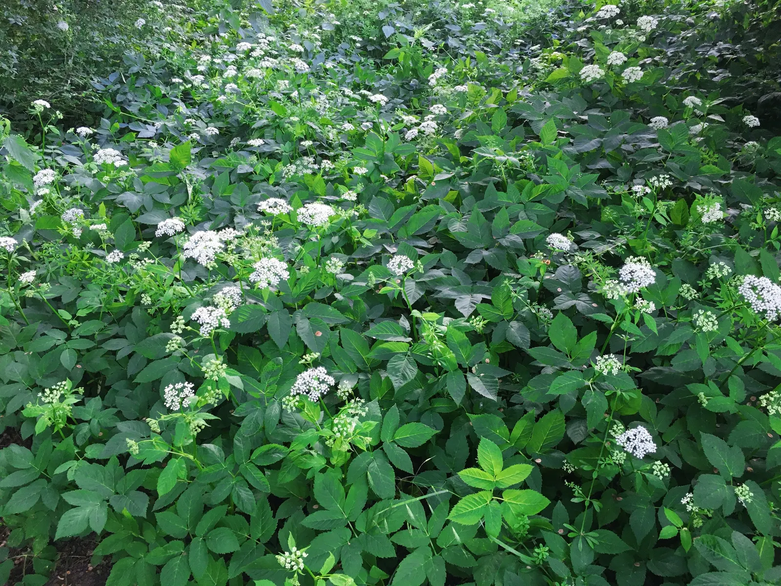 Bishop's Weed (Aegopodium Podagraria) — The foliage presents a striking variegation in the cultivar 'Variegatum'; caution: Its vigorous growth can be invasive