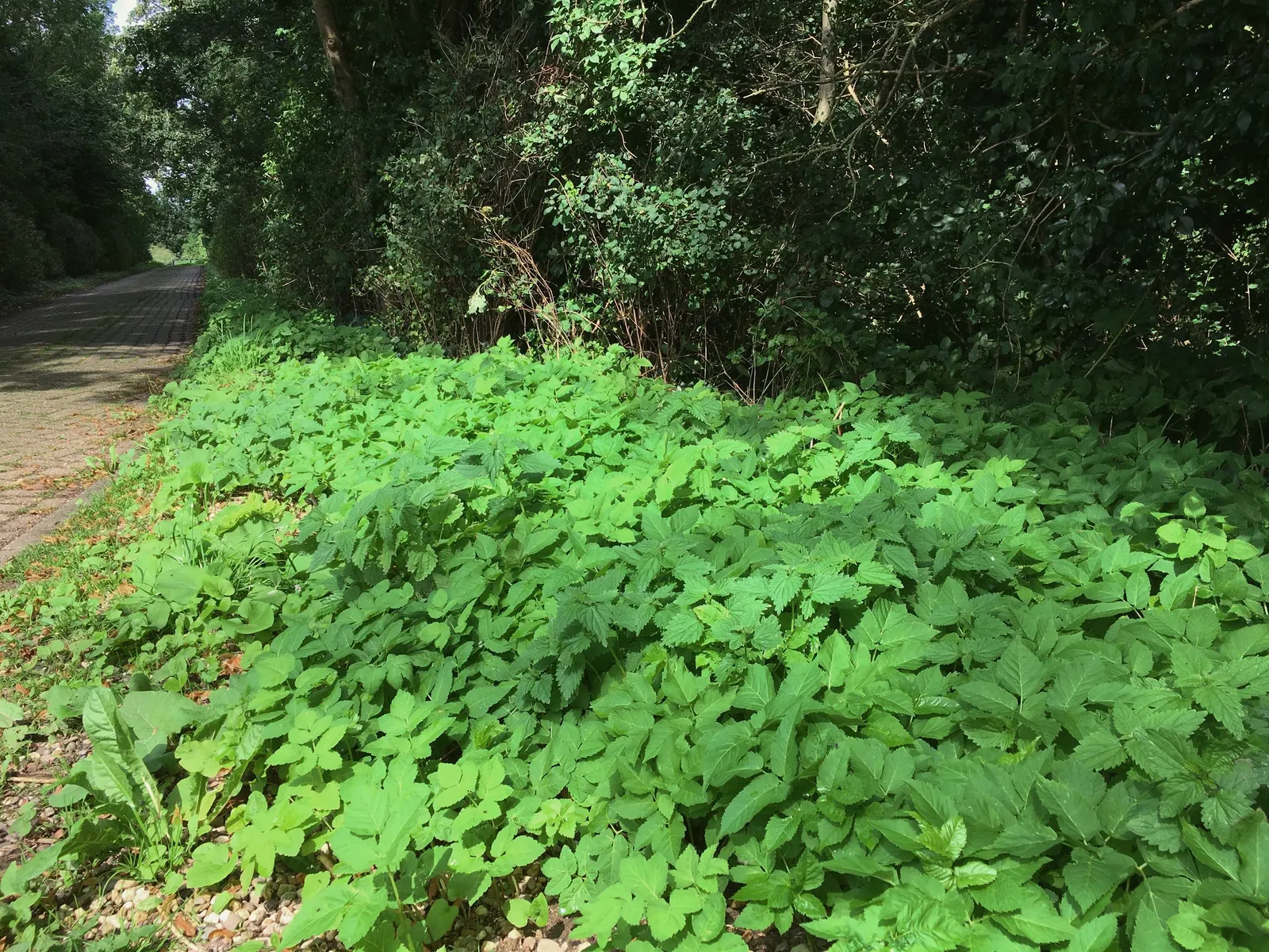 Bishop's Weed (Aegopodium Podagraria) — as its vigor can lead to dominance over less aggressive species