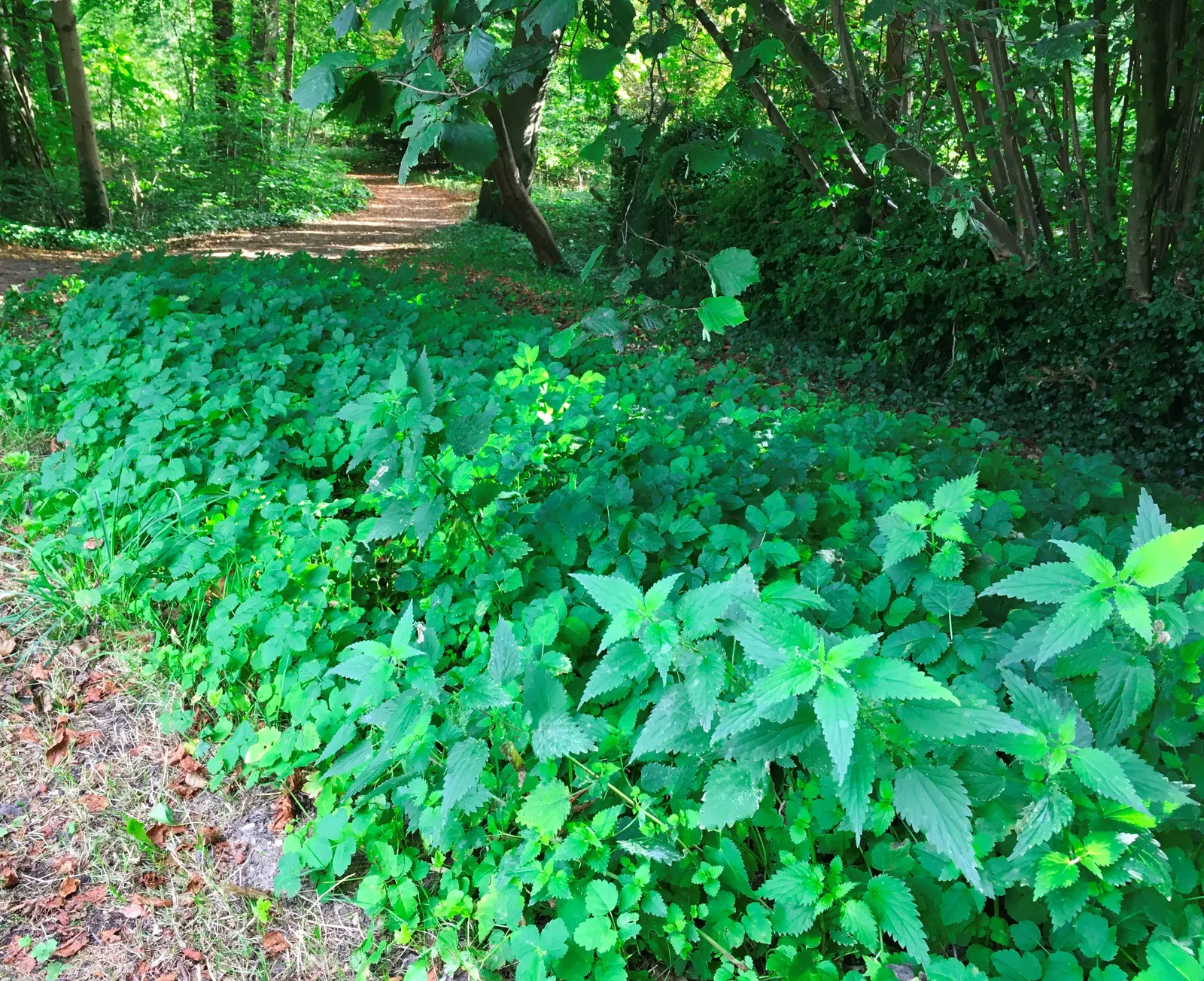 Bishop's Weed (Aegopodium Podagraria) — However, it tolerates a variety of soil types, making it a flexible choice for many garden situations