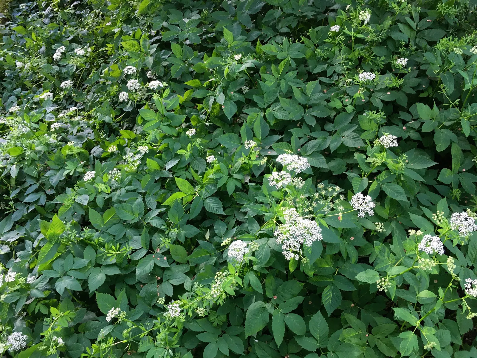 Bishop's Weed (Aegopodium Podagraria) — but caution is warranted as it is an aggressive spreader; be mindful when introducing this plant to your, image 79