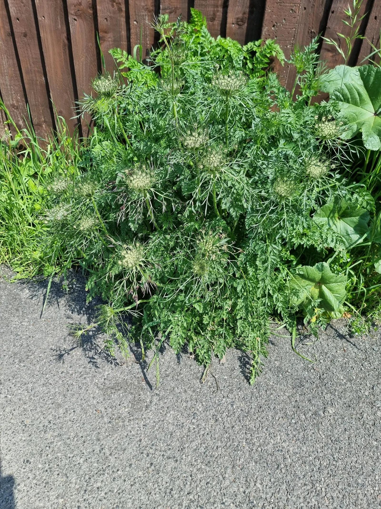 Bishop's Weed (Aegopodium Podagraria) — Its variegated leaves are light green with creamy edges, offering a striking visual contrast; however, it tolerates a