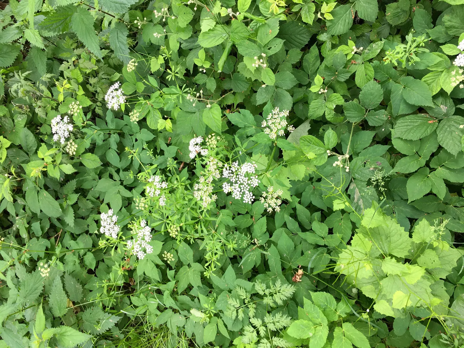 Bishop's Weed (Aegopodium Podagraria) — it thrives under a range of light conditions; from full sun to full shade