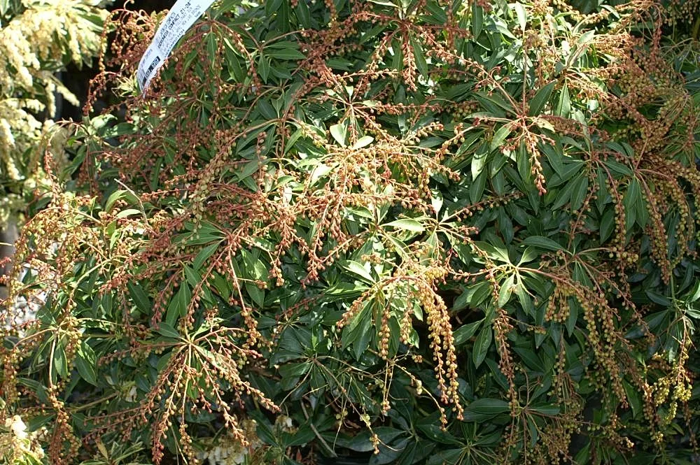 Compact Lily Of The Valley Bush (Pieris Japonica 'Compacta') — It reaches 4 feet in height and spreads 3 feet wide