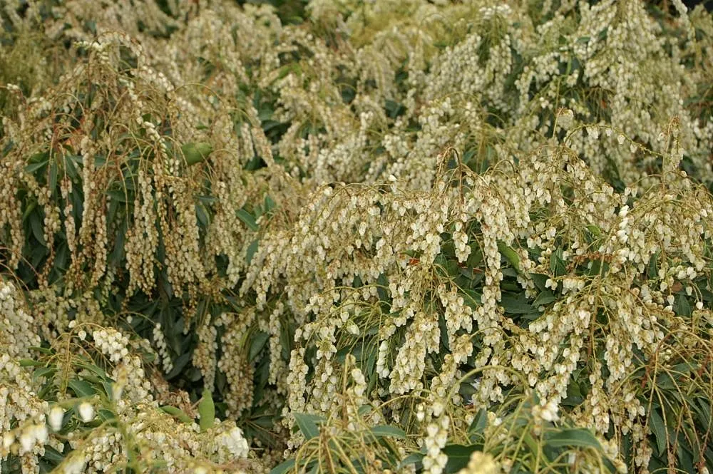 Compact Lily Of The Valley Bush (Pieris Japonica 'Compacta') — offering year-round interest with glossy