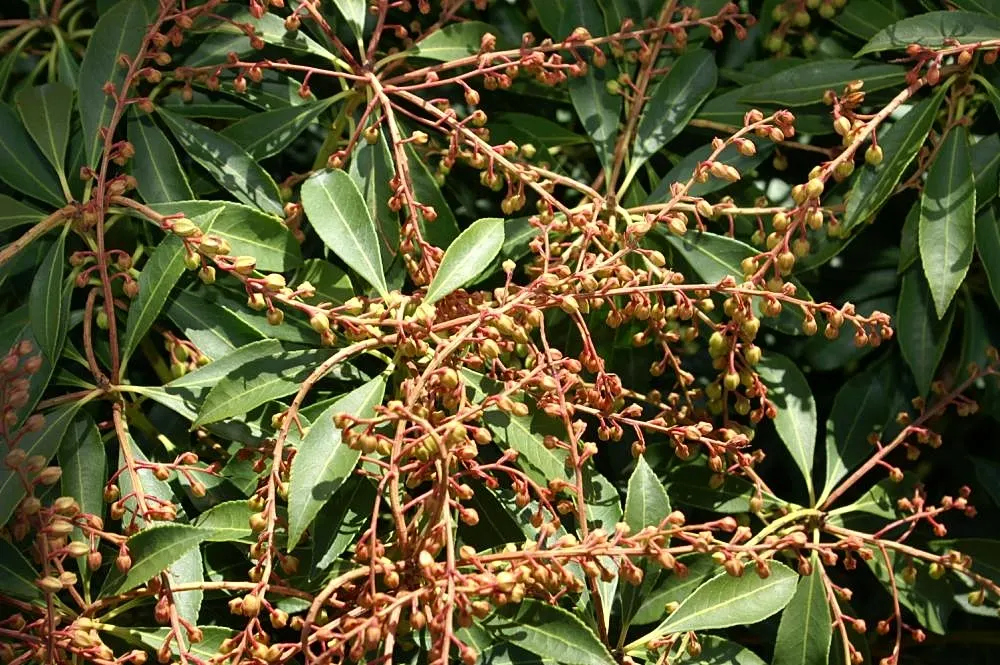 Compact Lily Of The Valley Bush (Pieris Japonica 'Compacta') — The Pieris japonica 'Compacta' is a dense, evergreen shrub ideal for foundation plantings