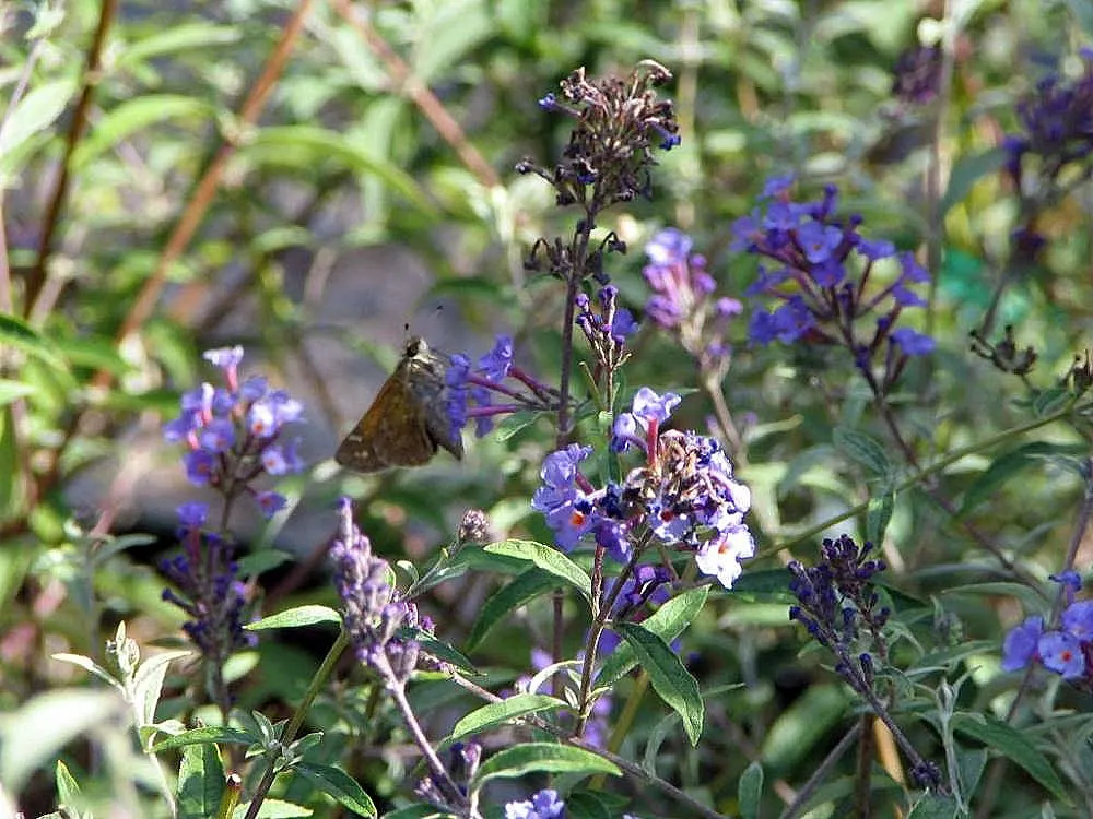 Nanho Blue Butterfly Bush (Buddleia Davidii 'Nanho Blue') — is a compact deciduous shrub with a mature size of up to 5-6 feet tall and 4-5 feet wide