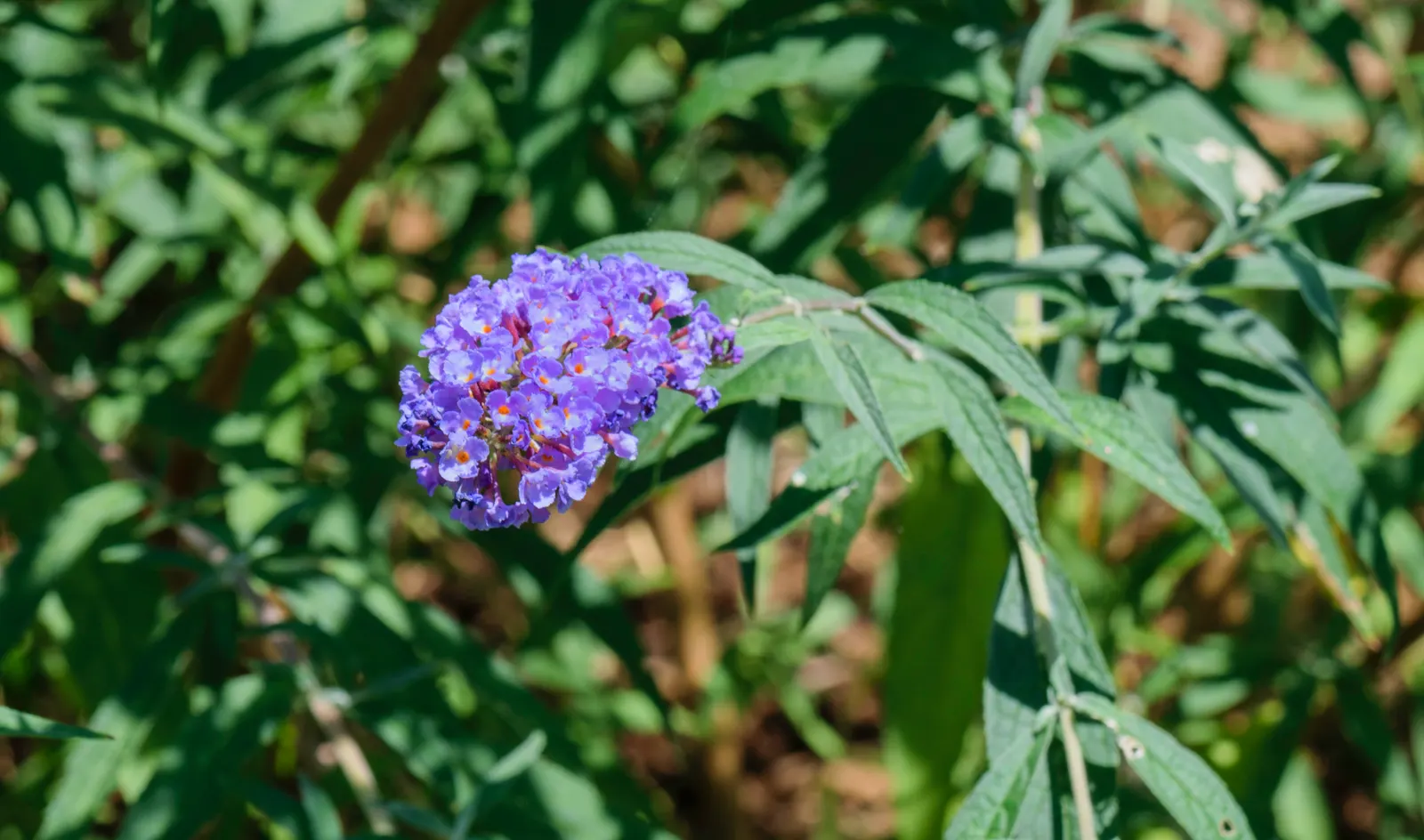 Nanho Blue Butterfly Bush (Buddleia Davidii 'Nanho Blue') — commonly known as Nanho Blue Butterfly Bush