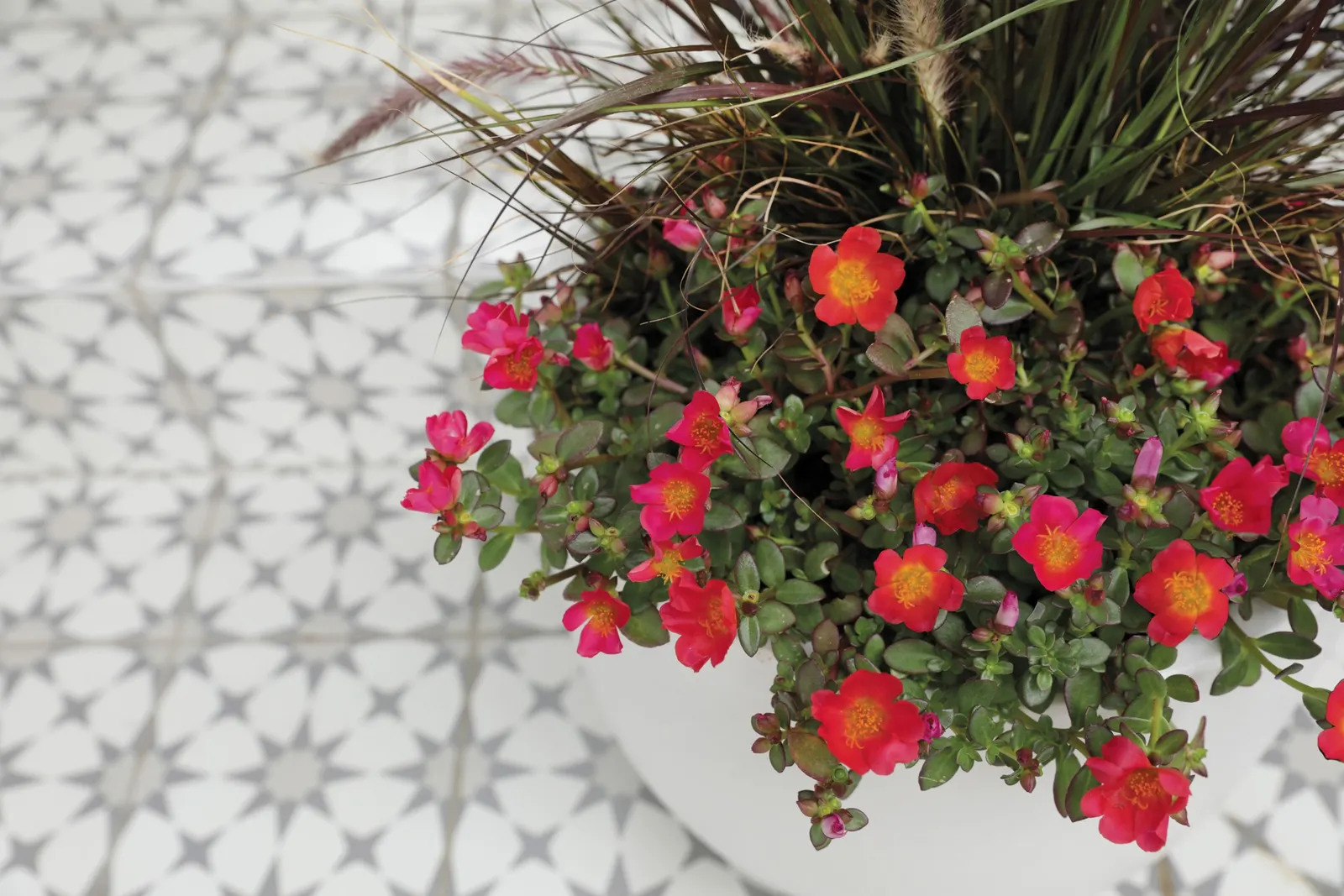 Red II Purslane (Portulaca umbraticola) — making it especially appealing for hot; it is hardy in USDA Zones 10a to 11b