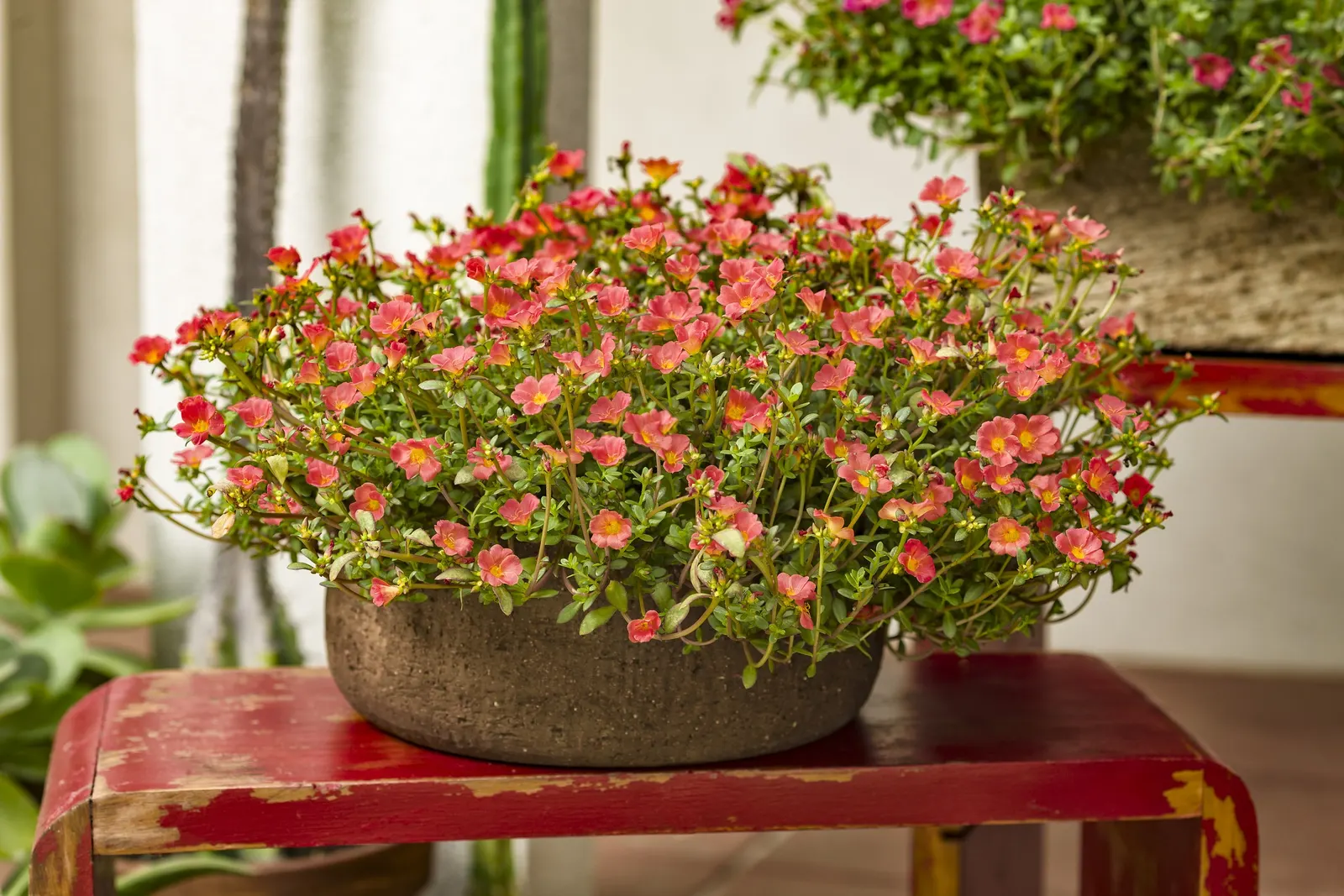 Red II Purslane (Portulaca umbraticola) — or mass planting in sunny beds; satiny blooms from planting until frost