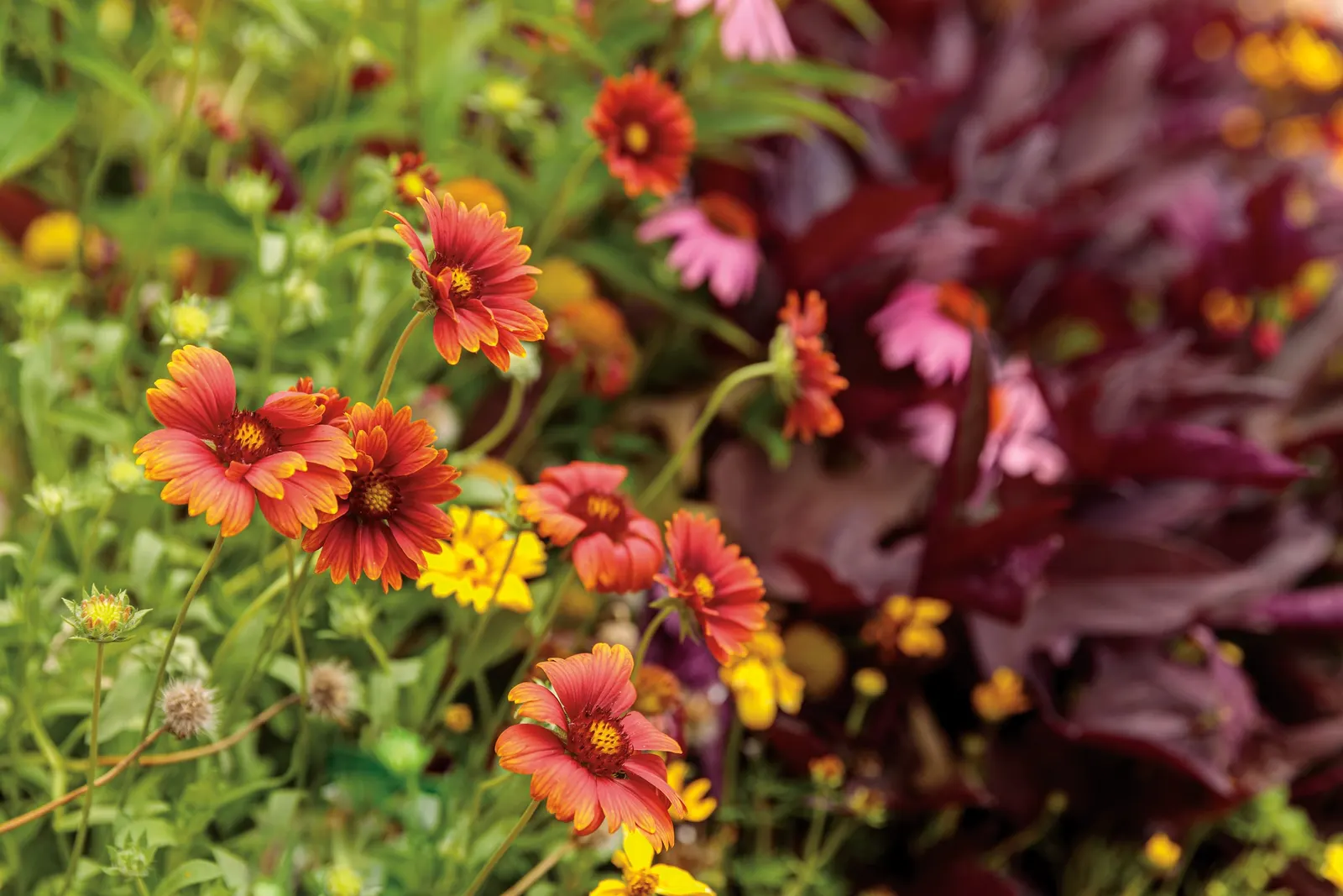 Red II Purslane (Portulaca umbraticola) — easygoing presence and vivid rose-red flowers that glow against fresh green foliage; exposed garden spaces where
