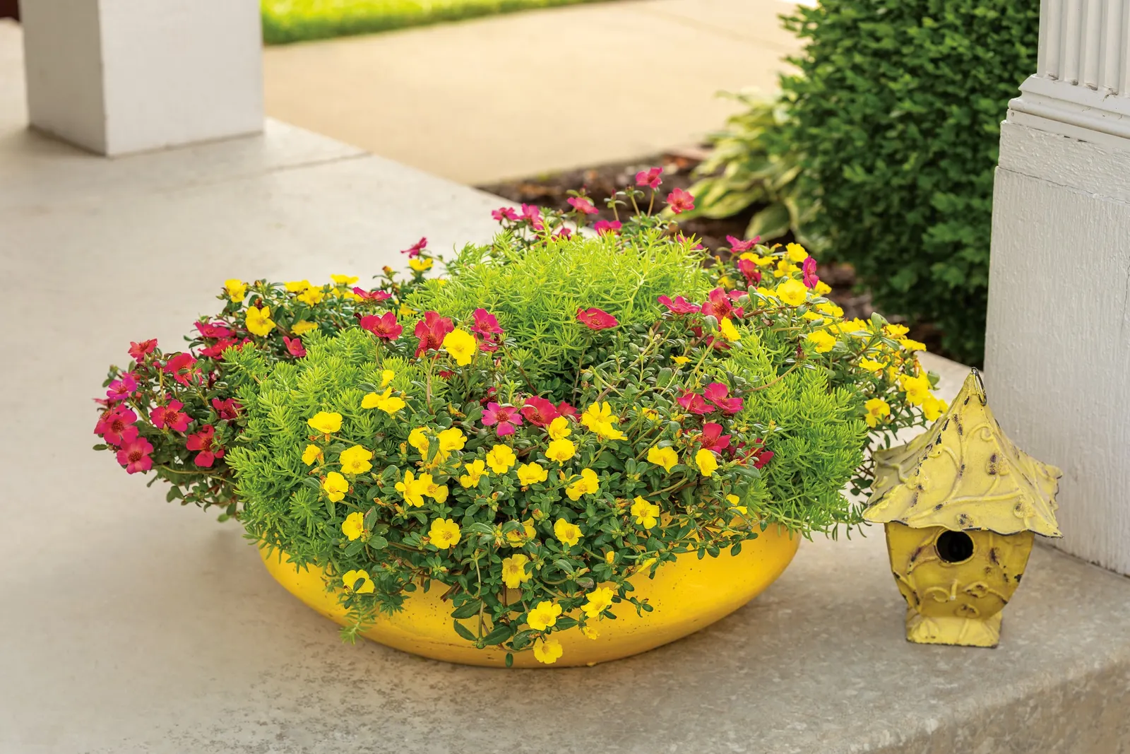 Red II Purslane (Portulaca umbraticola) — and deadheading is not necessary; easygoing presence and vivid rose-red flowers that glow against fresh green foliage