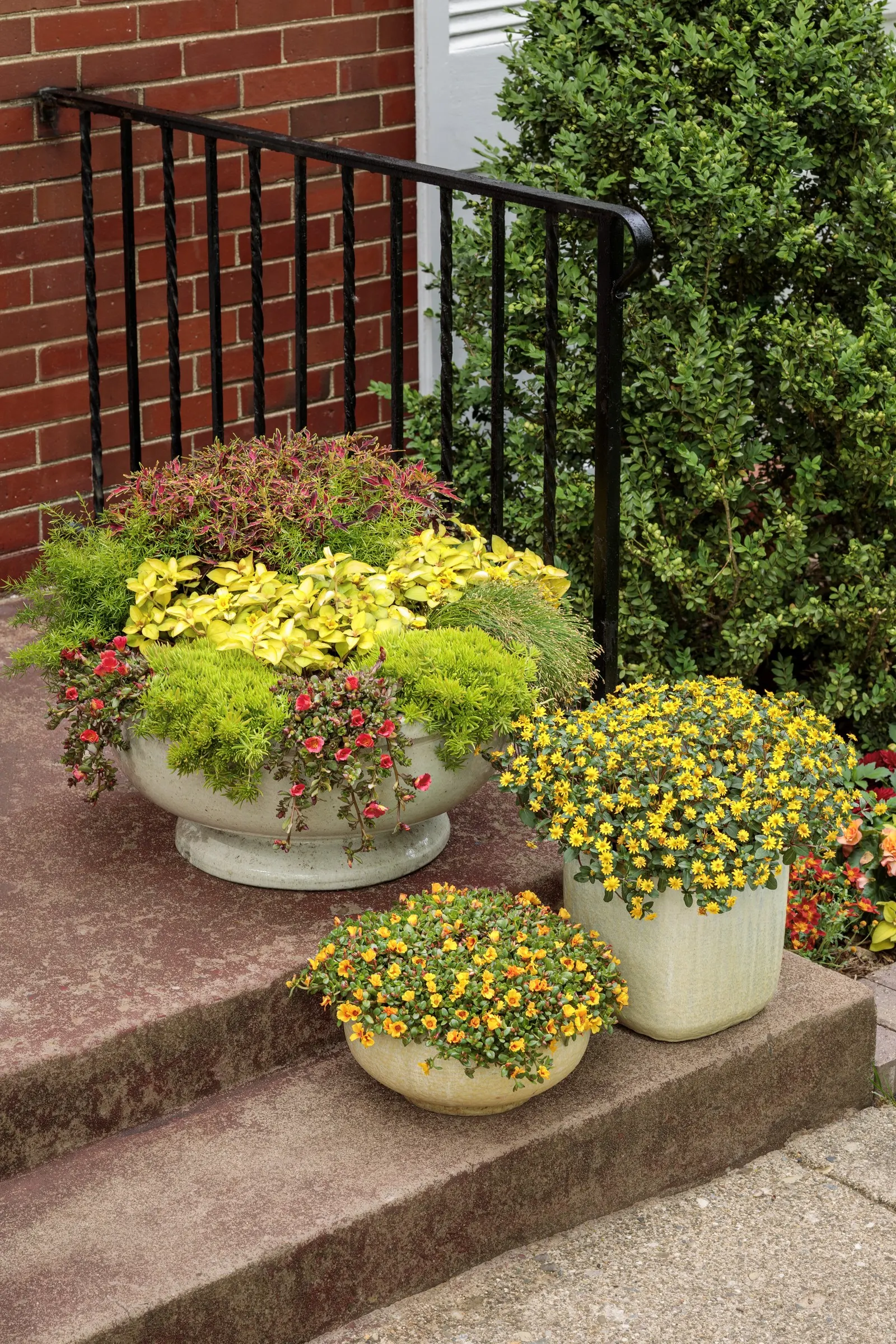 Apricot Rieger Begonia (Begonia x hiemalis) — It forms a mounded plant 8-12 inches tall and wide, blooming from planting to frost without deadheading
