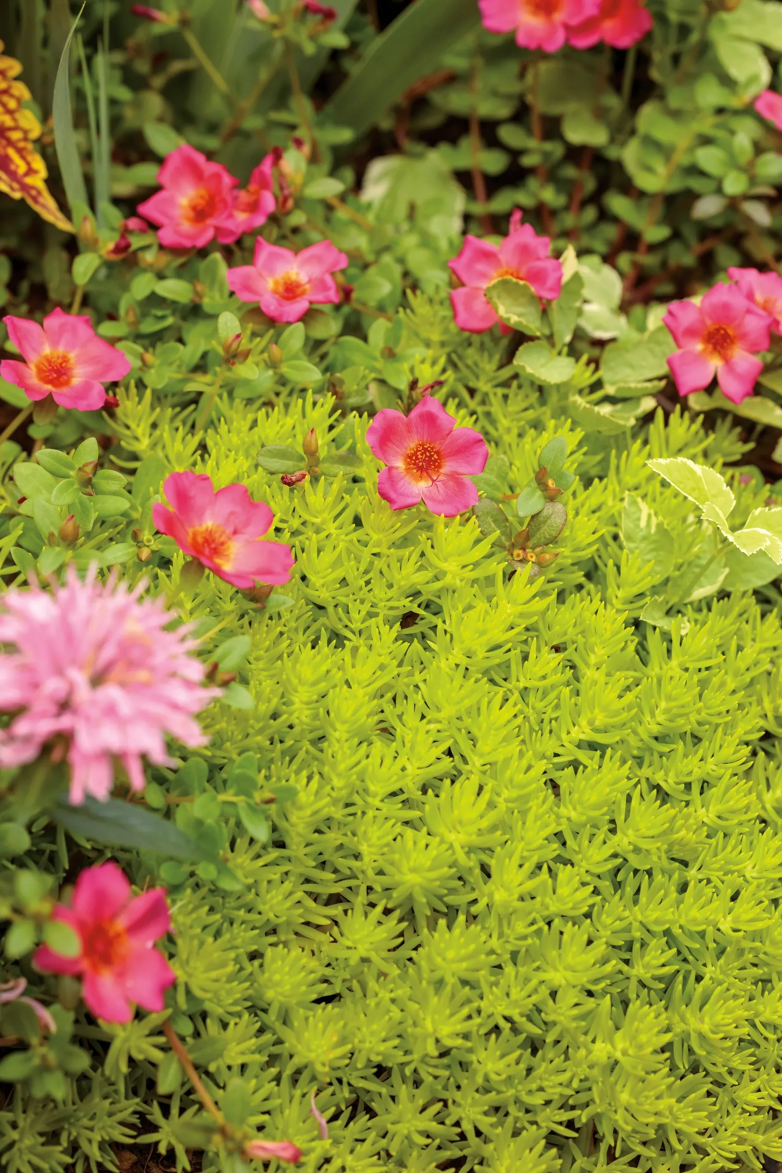 Red II Purslane (Portulaca umbraticola) — is a sun-loving annual with a bright