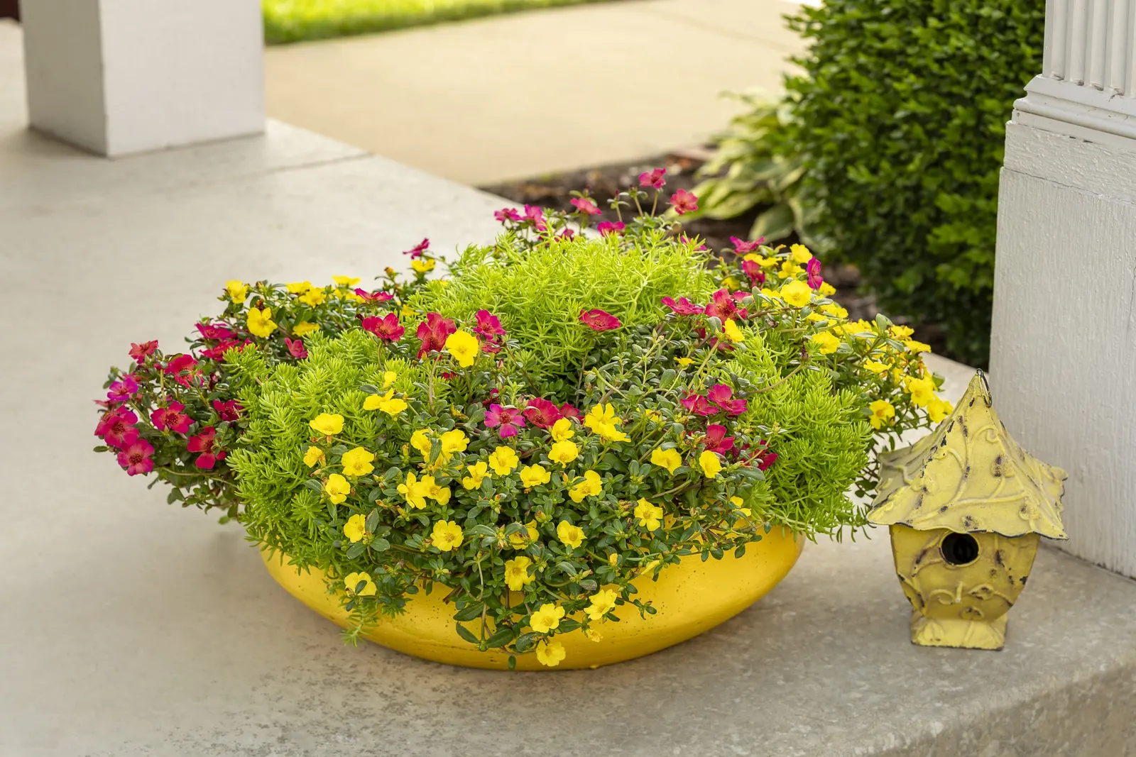 Yellow II Purslane (Portulaca umbraticola) — giving the planting a subtle daily rhythm