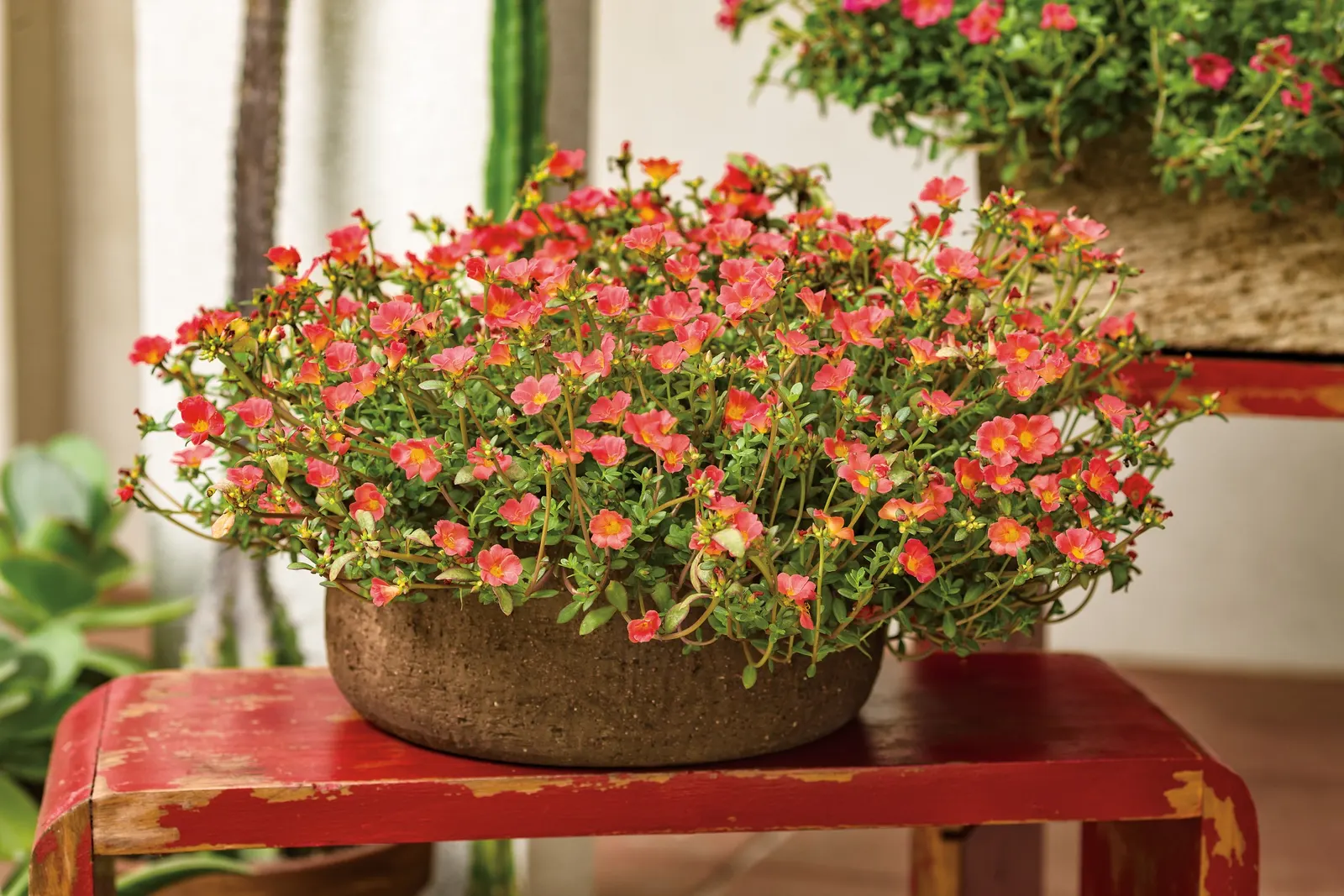 Red II Purslane (Portulaca umbraticola) — Best in full sun and well-drained average to poor soil; its succulent leaves give the plant a lush yet drought-wise