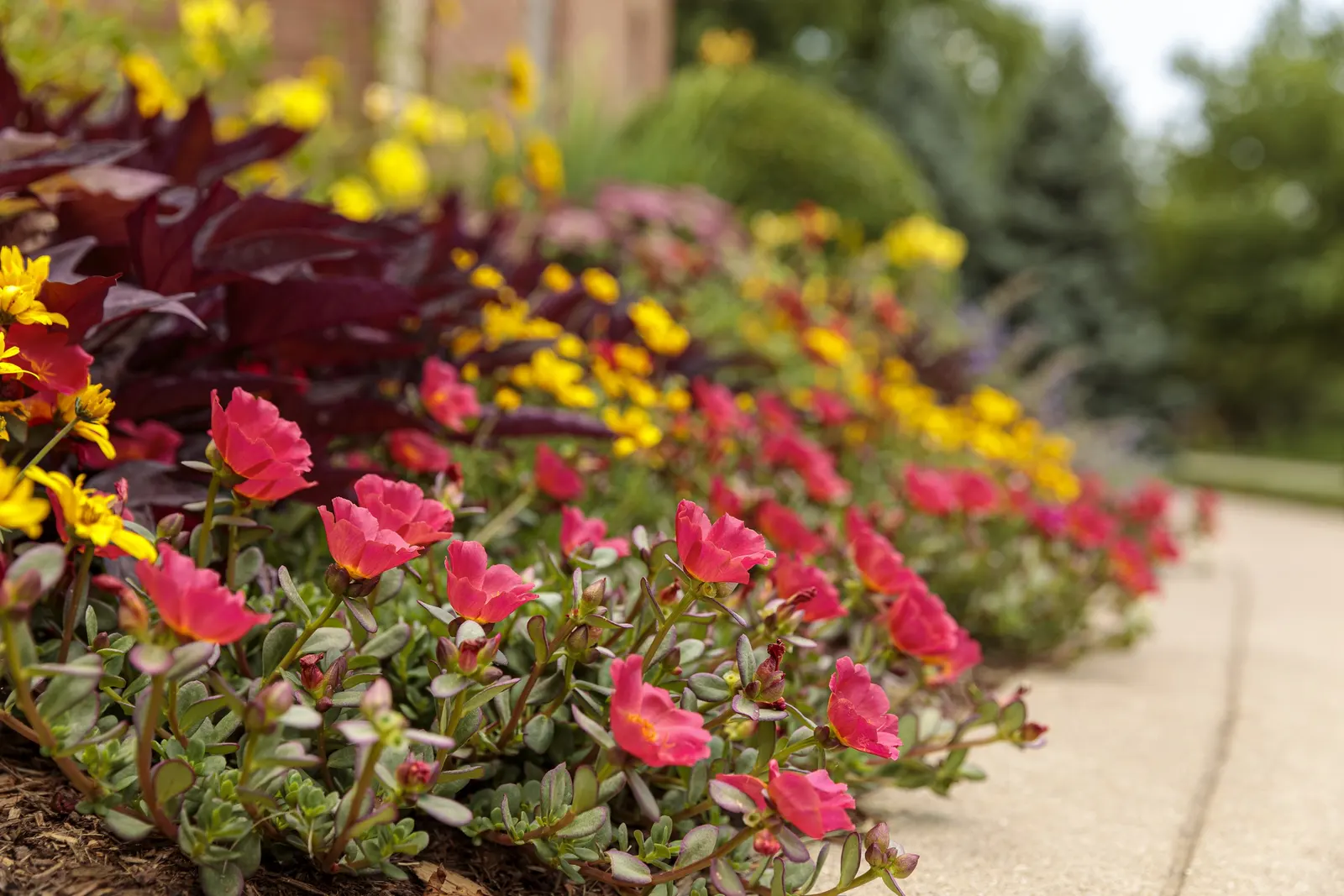 Red Hawk™ II Ornamental Sweet Potato Vine (Ipomoea) — is a richly colored annual foliage plant from the Proven Winners® collection; this selection, image 53