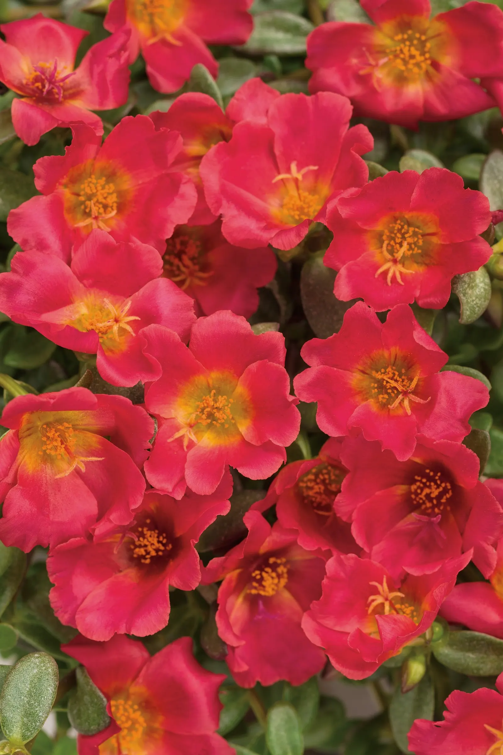 Red II Purslane (Portulaca umbraticola) — Its succulent leaves give the plant a lush yet drought-wise character; part of the Proven Winners®, image 77